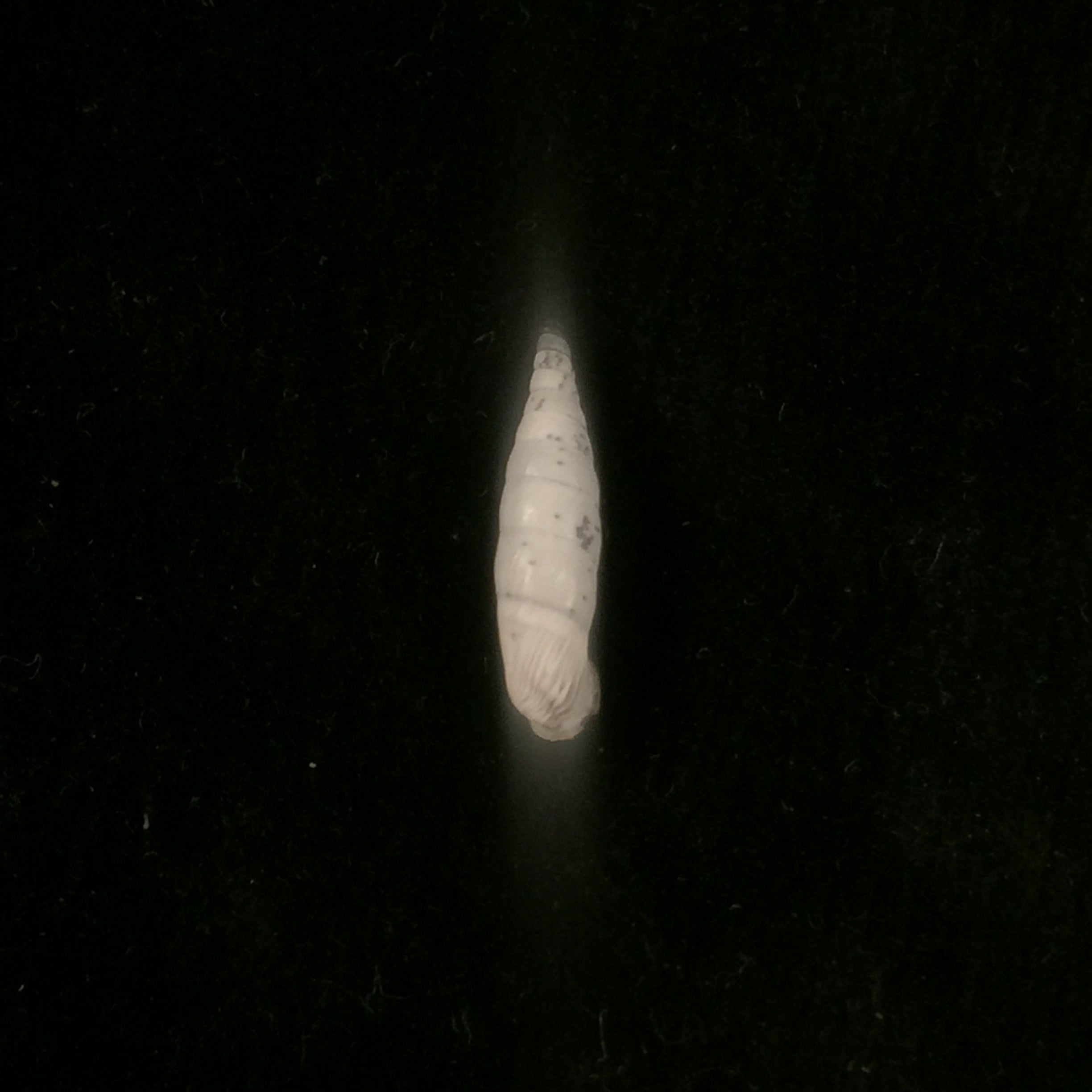 Albinaria turrita (L. Pfeiffer, 1850) - 16,5mm