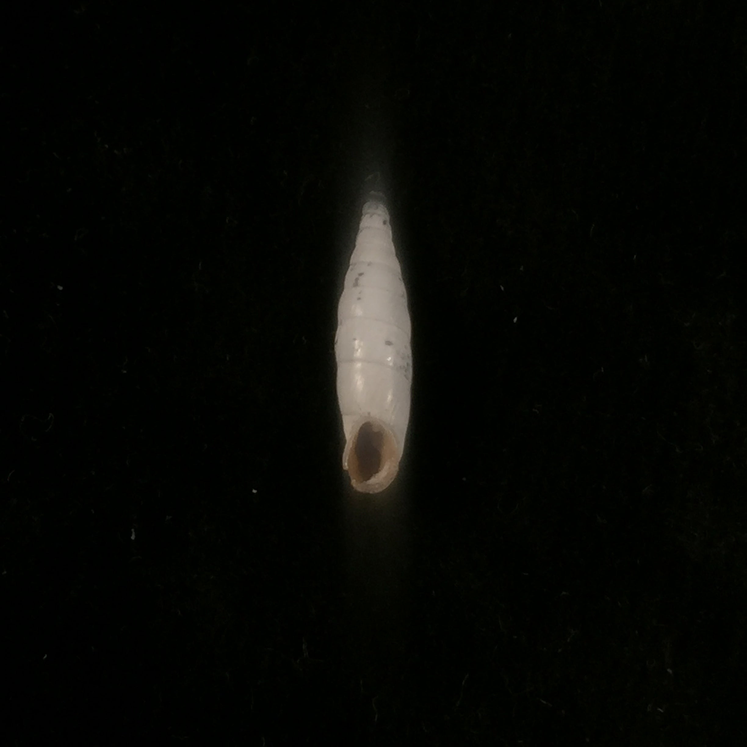 Albinaria turrita (L. Pfeiffer, 1850) - 16,5mm