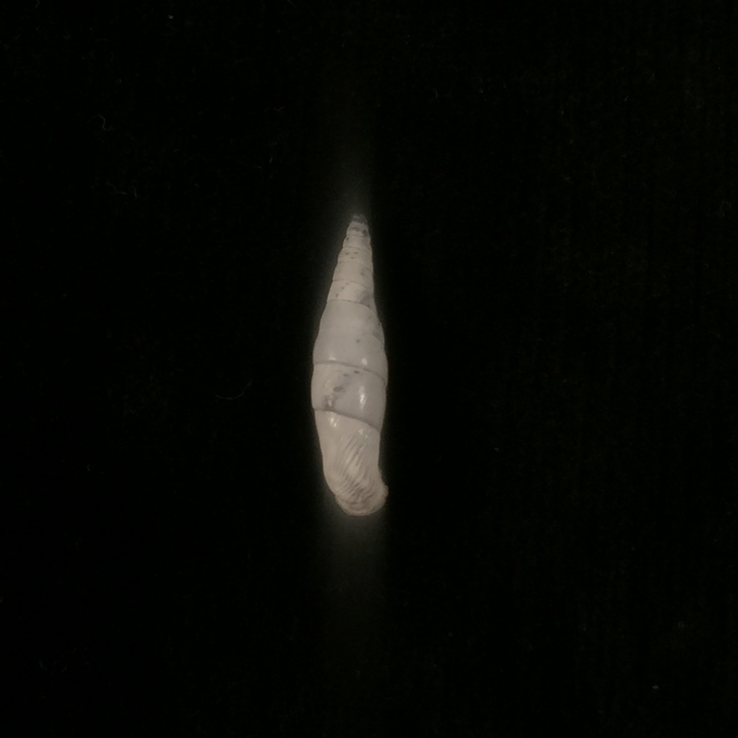 Albinaria turrita (L. Pfeiffer, 1850) - 17,5mm