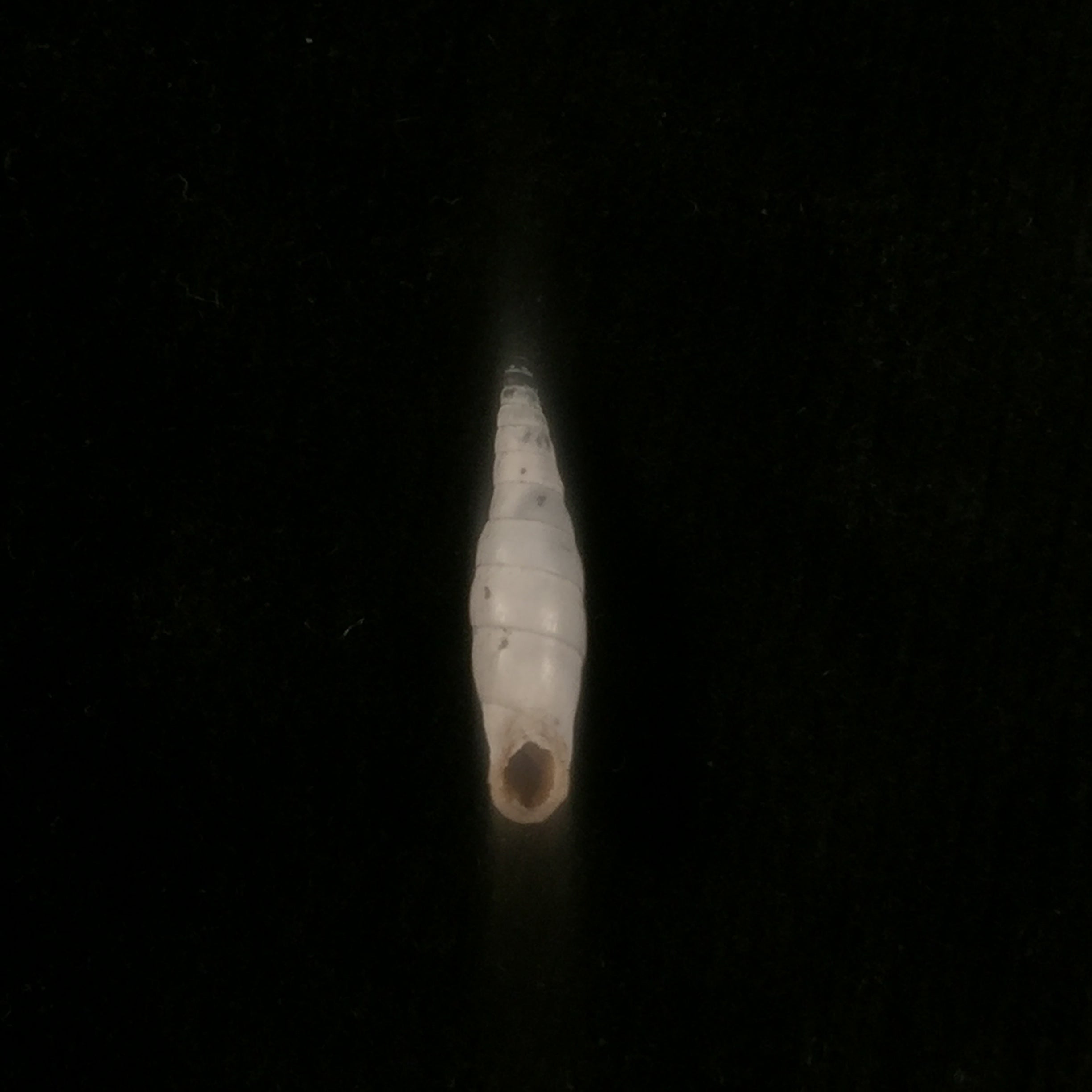 Albinaria turrita (L. Pfeiffer, 1850) - 17,5mm