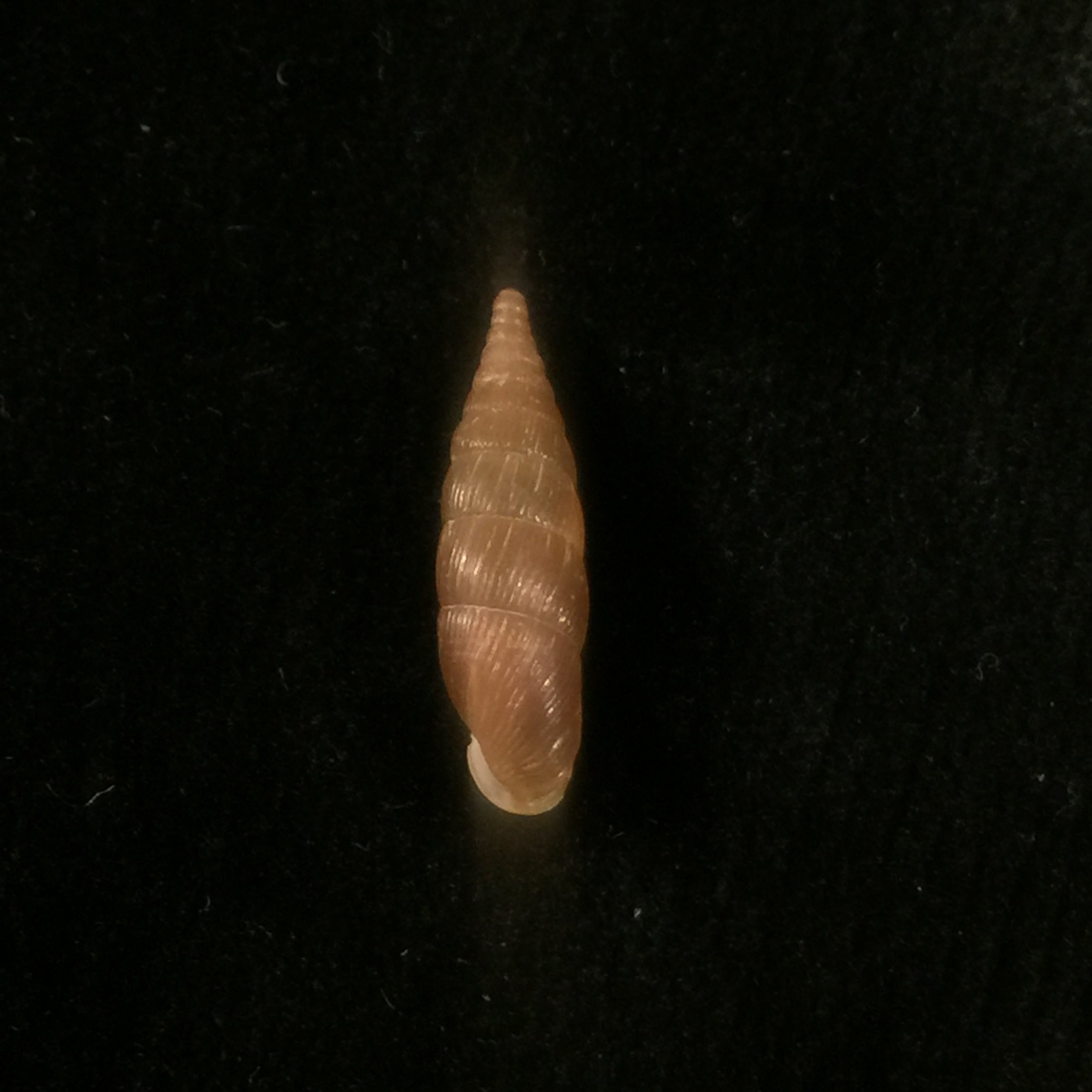 Balea Fallax (Rossmässler, 1836) - 17,8mm