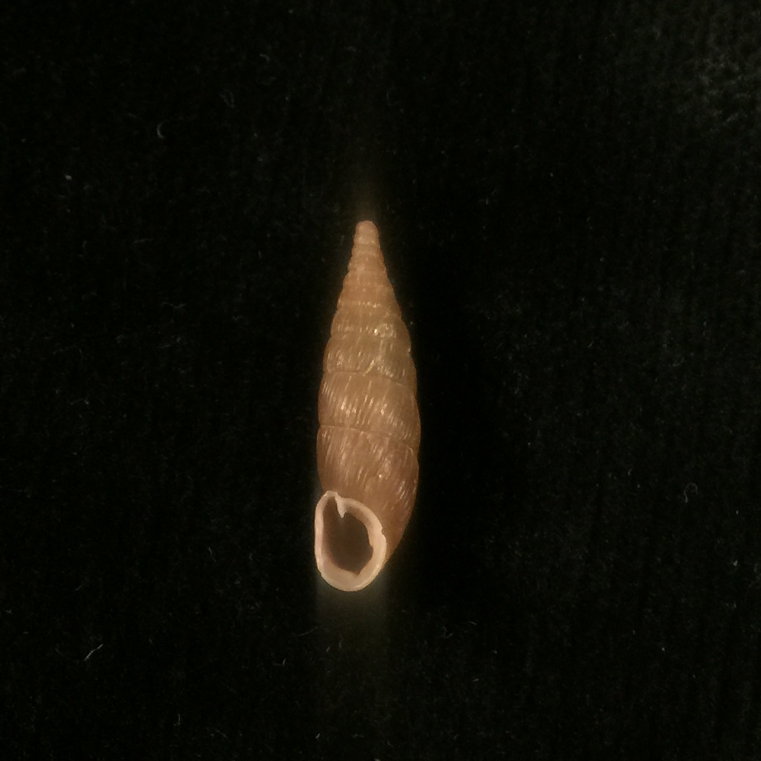 Balea Fallax (Rossmässler, 1836) - 17,8mm