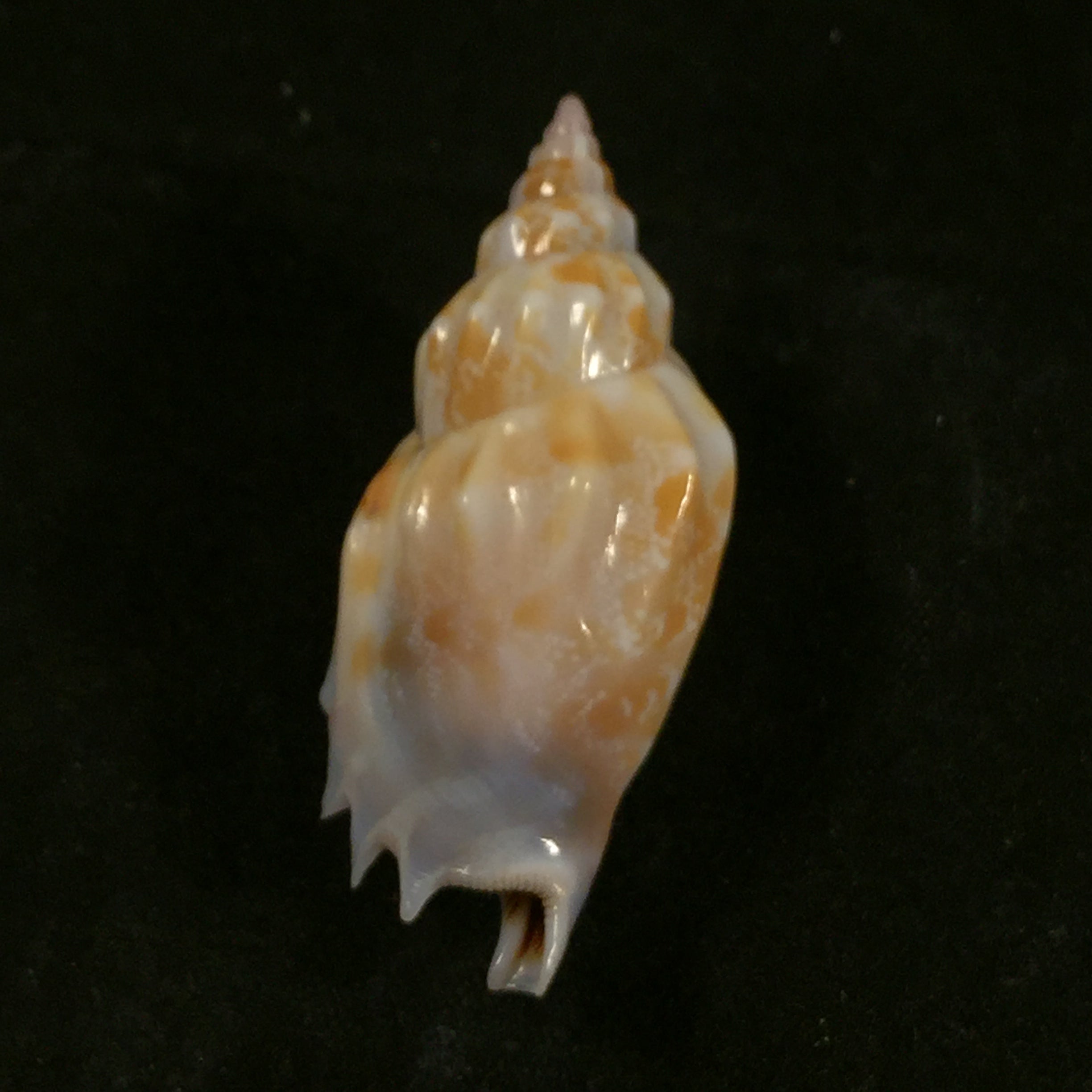 Tridentarius dentatus (Linnaeus, 1758) - 40,5mm