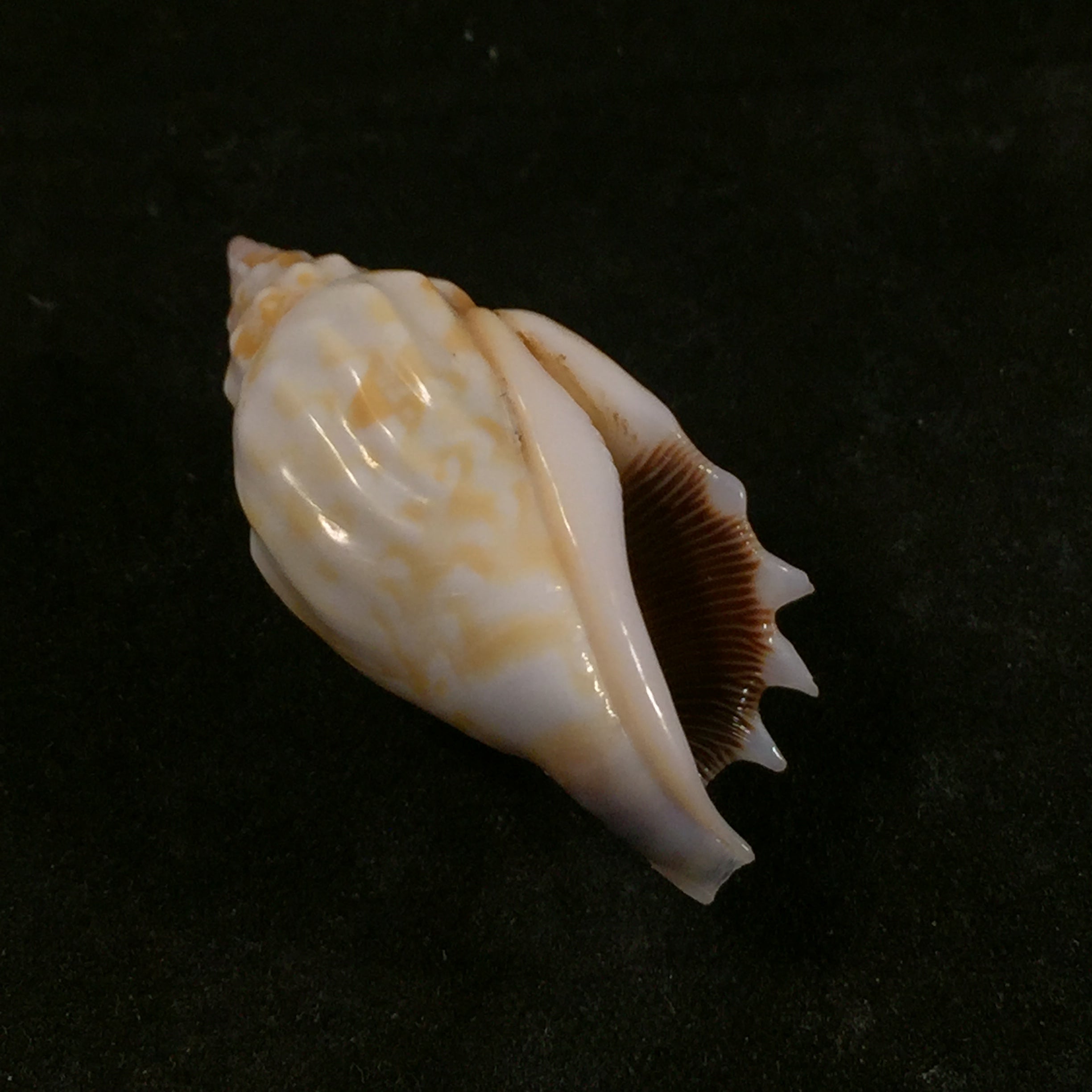 Tridentarius dentatus (Linnaeus, 1758) - 40,5mm