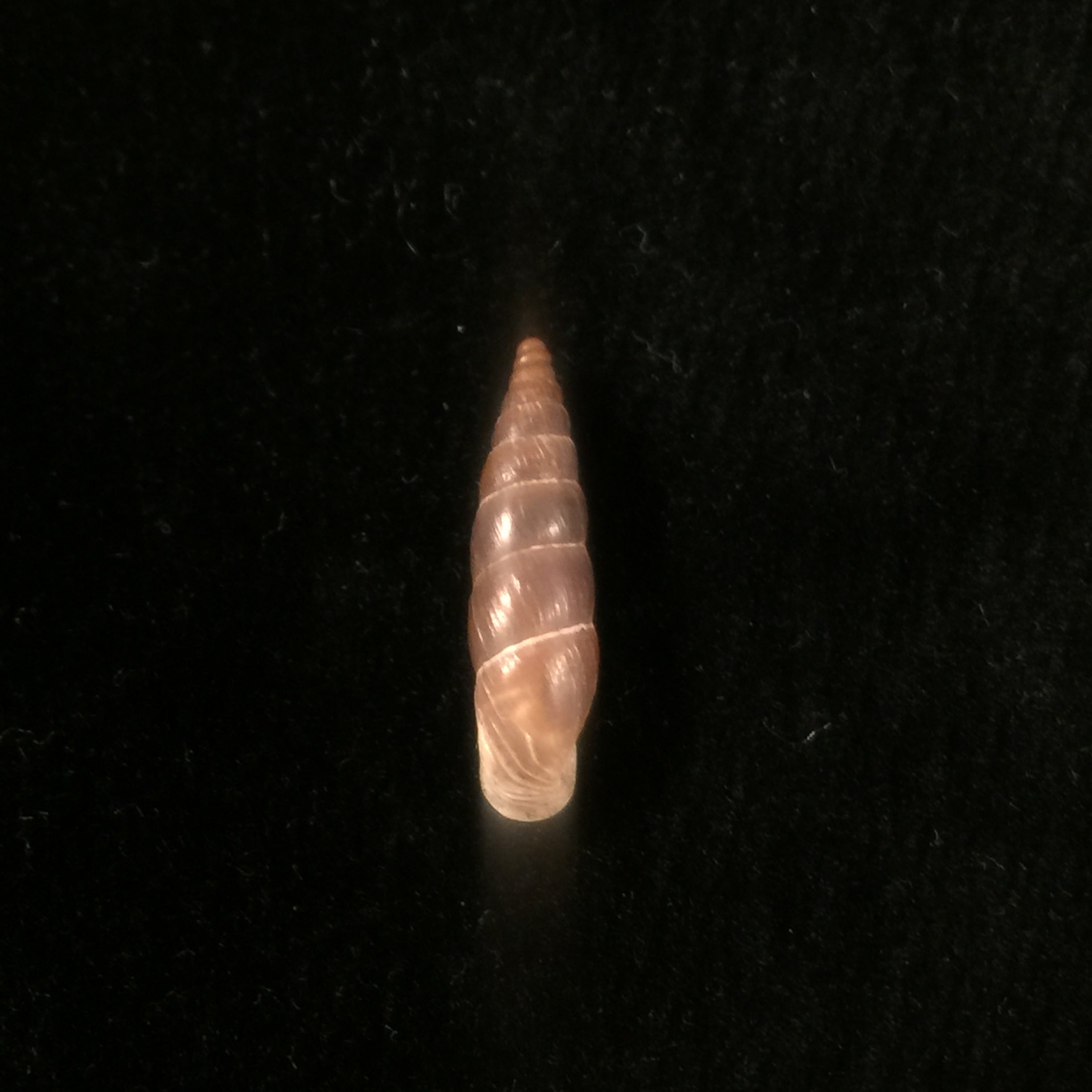 Alopia livida (Menke, 1828) - 16,5mm
