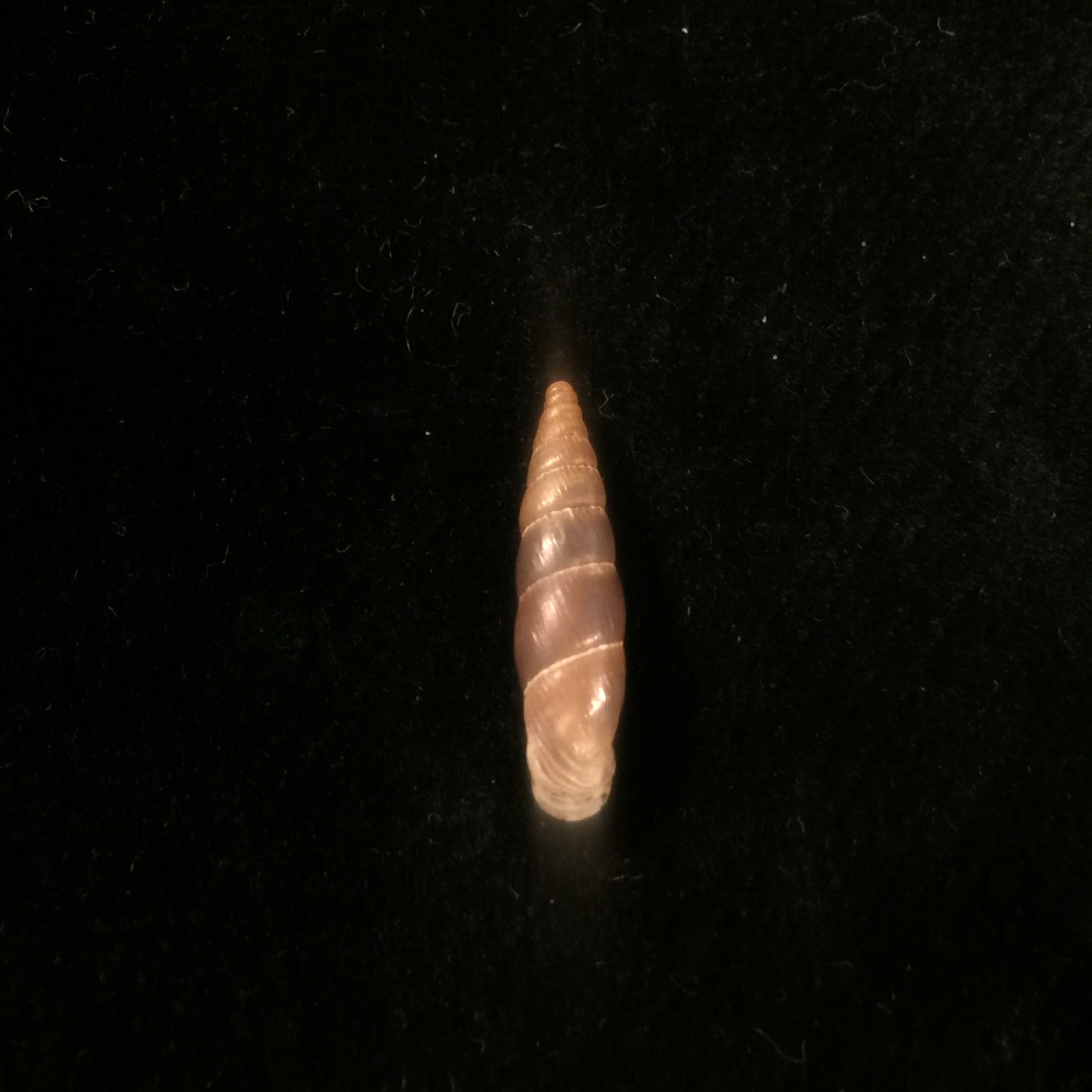 Alopia livida (Menke, 1828) - 17,3mm