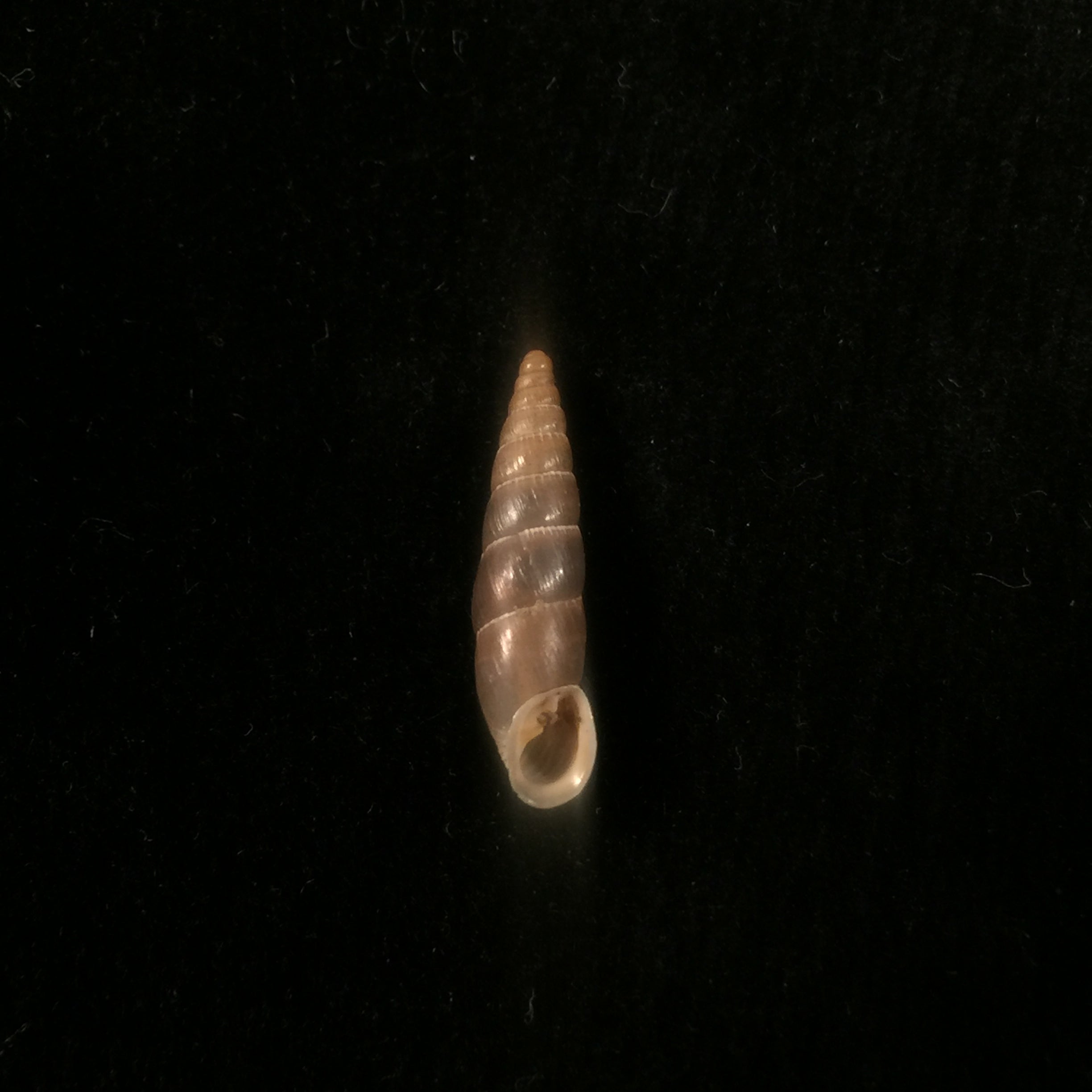 Alopia livida (Menke, 1828) - 17,3mm
