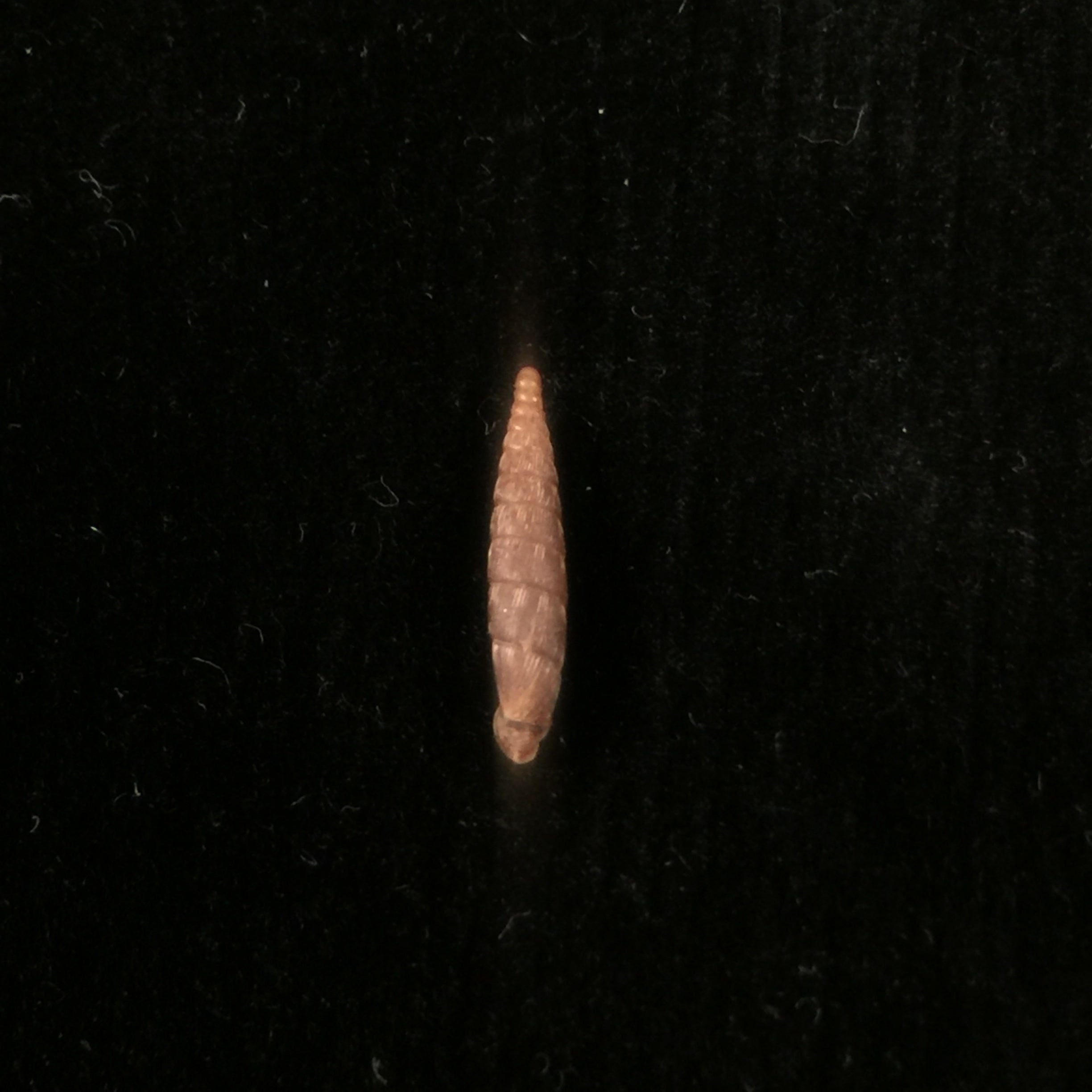 Clausilia bidentada moniziana (RT Lowe, 1852) - 11,8mm