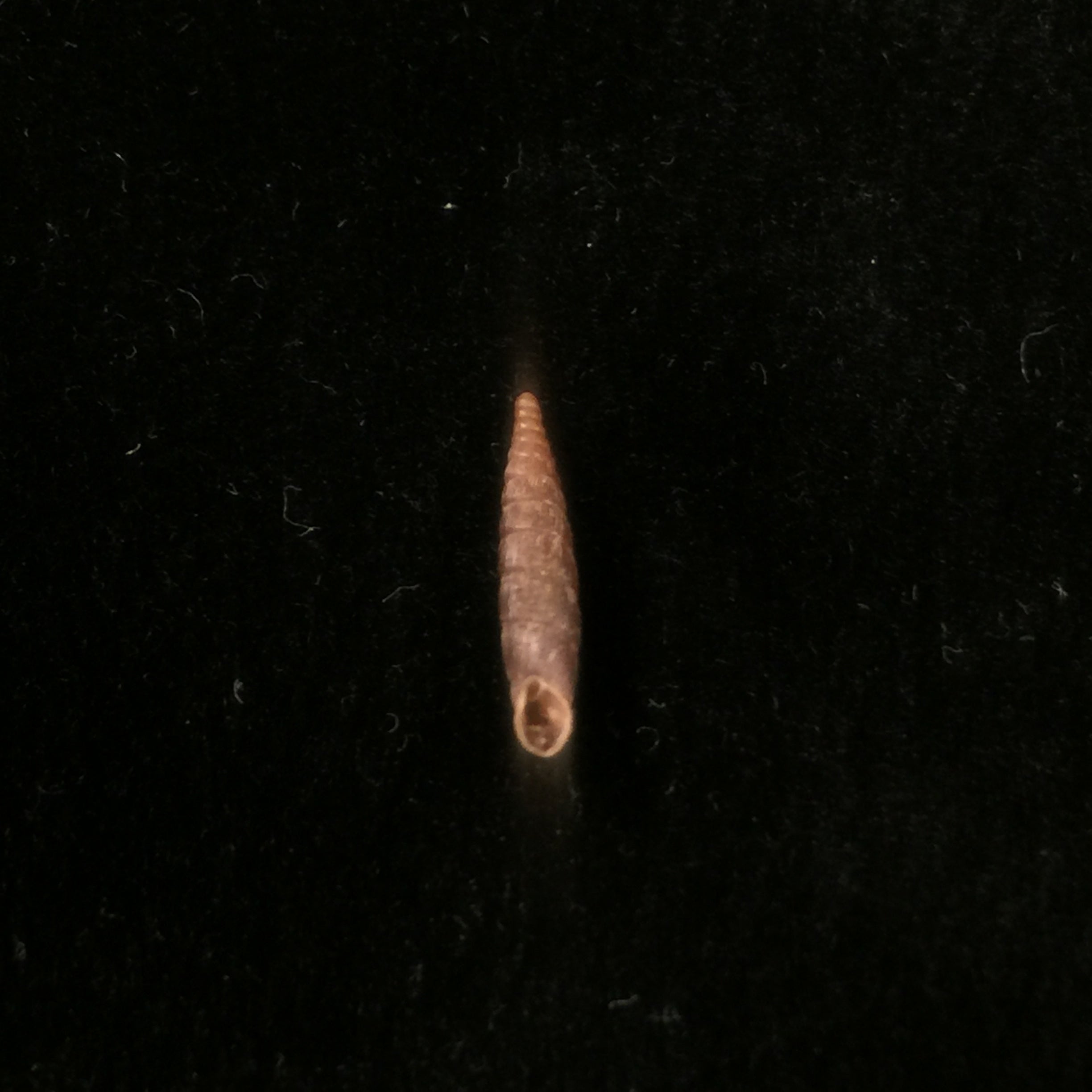Clausilia bidentada moniziana (RT Lowe, 1852) - 11,8mm