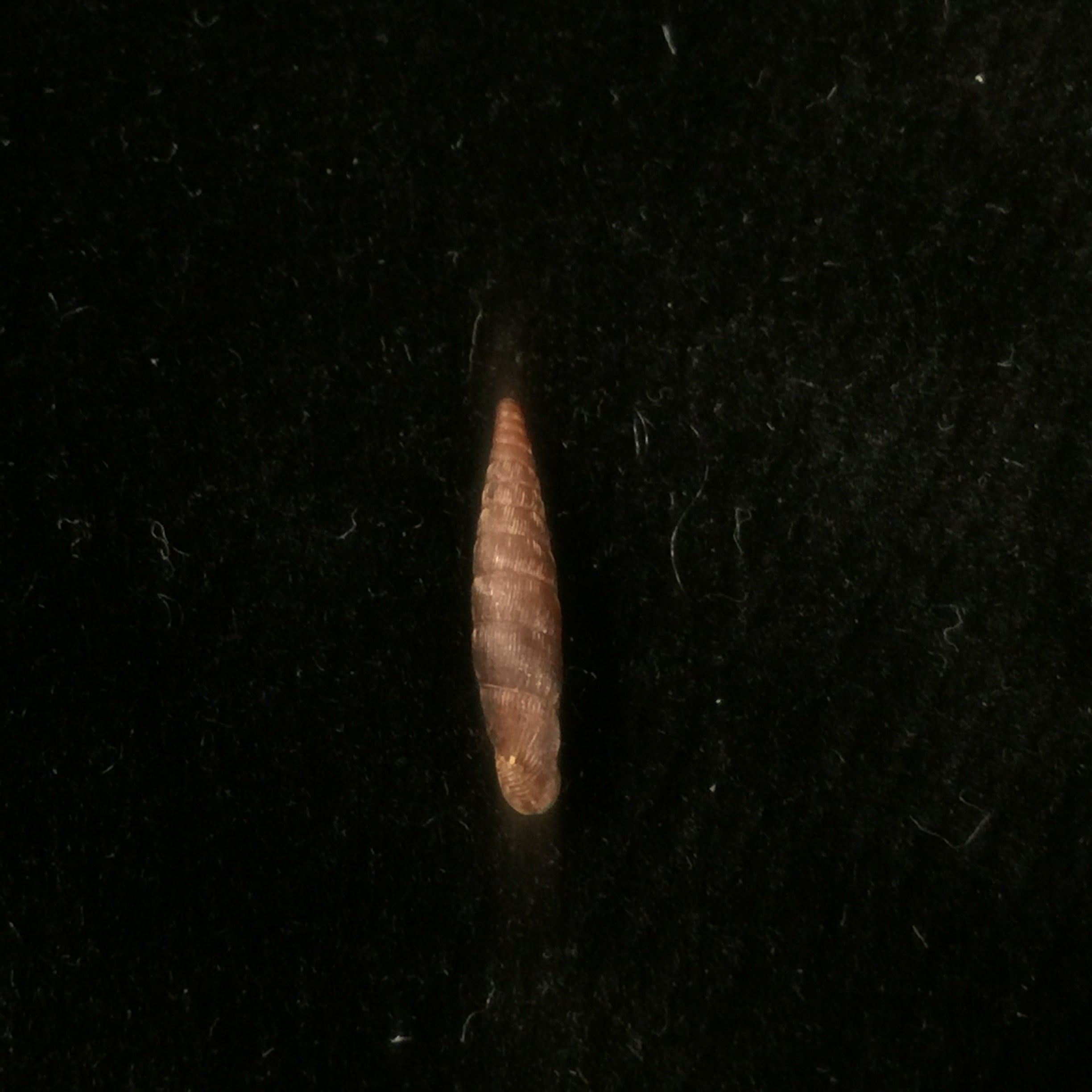 Clausilia bidentada moniziana (RT Lowe, 1852) - 12,4mm