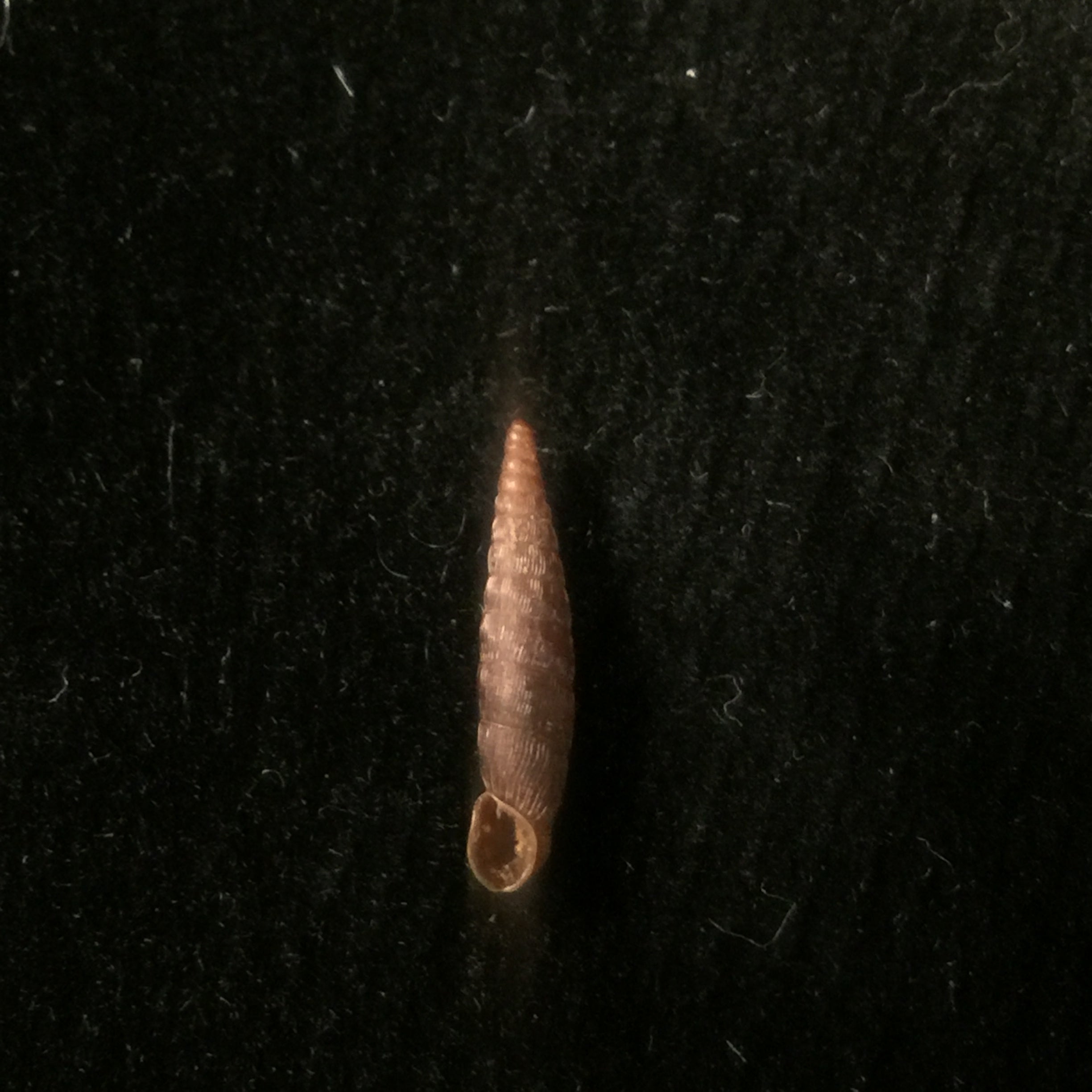 Clausilia bidentada moniziana (RT Lowe, 1852) - 12,4mm