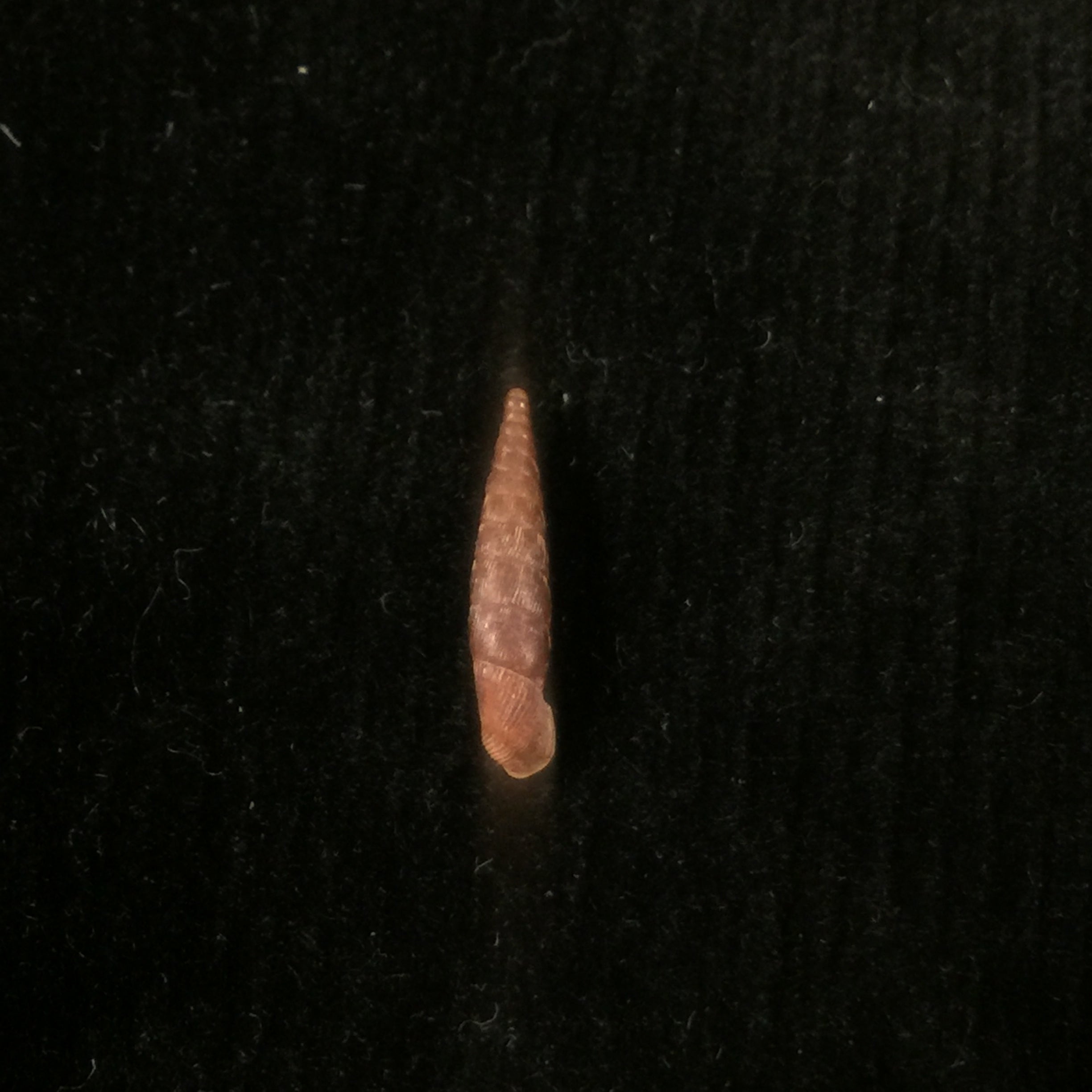 Clausilia bidentada moniziana (RT Lowe, 1852) - 12 毫米