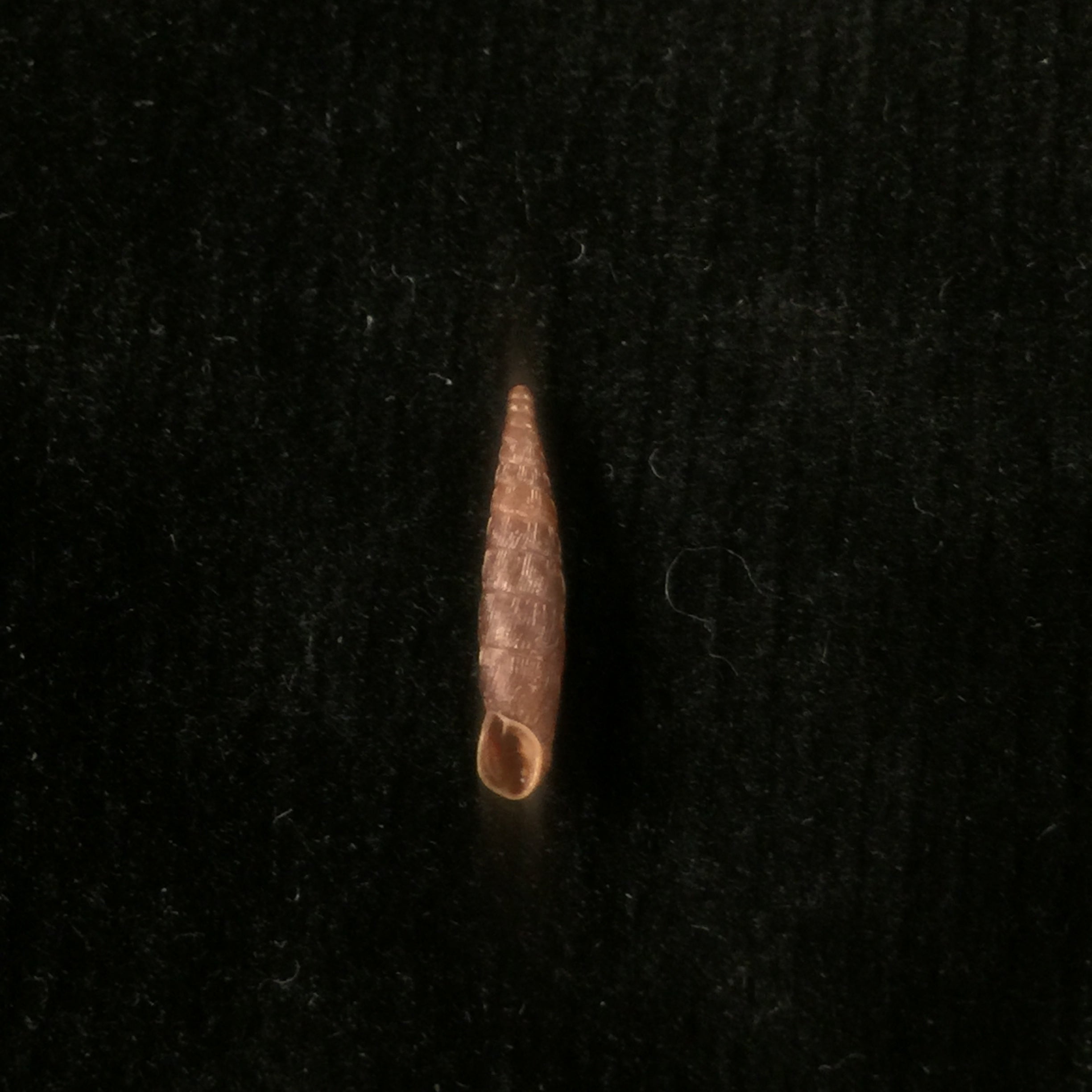 Clausilia bidentada moniziana (RT Lowe, 1852) - 12 毫米
