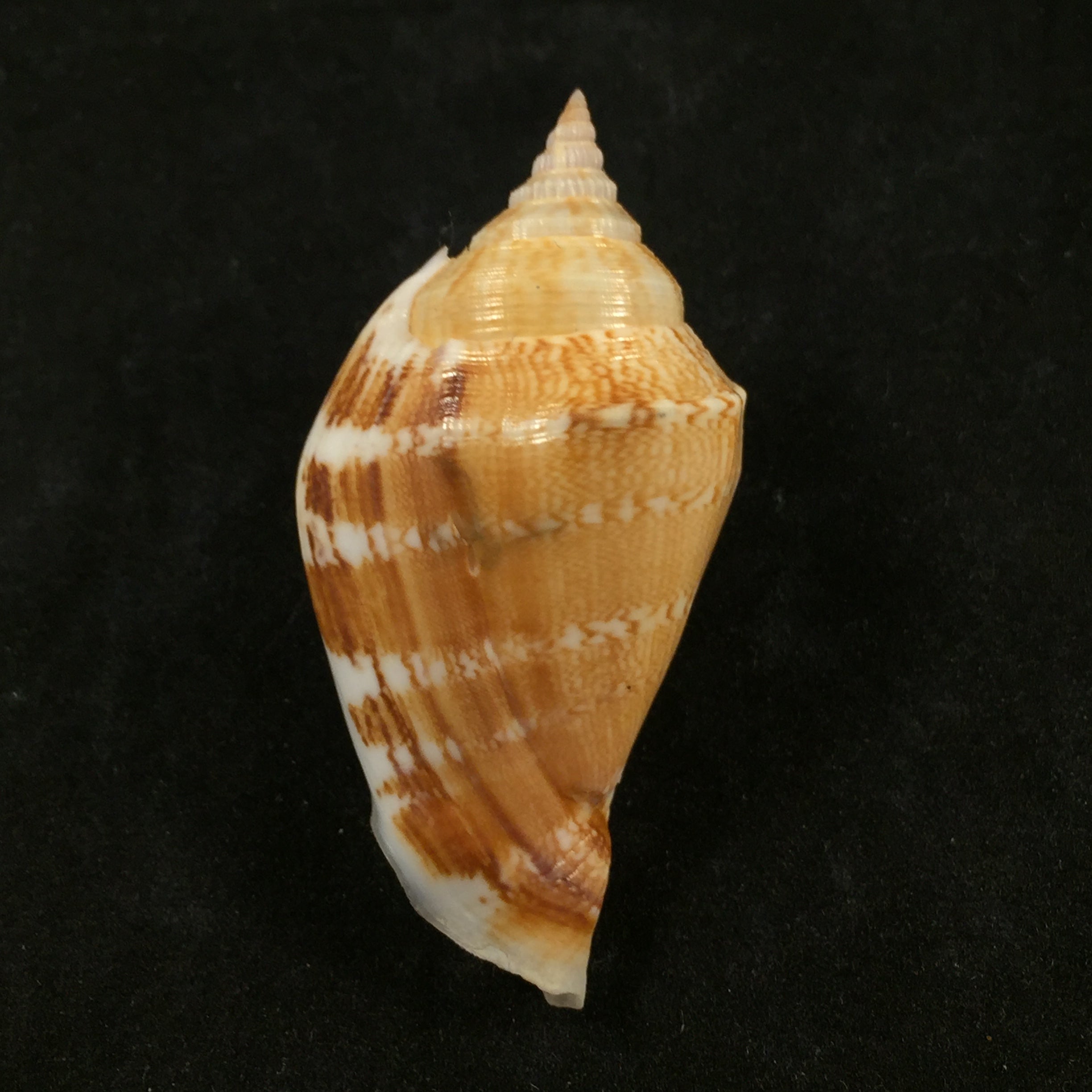 Margistrombus marginatus(林奈,1758)- 54毫米