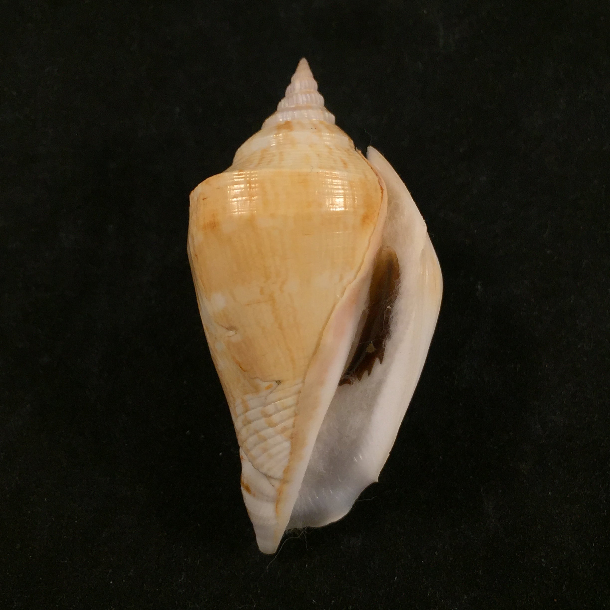 Margistrombus marginatus(林奈,1758)- 54毫米