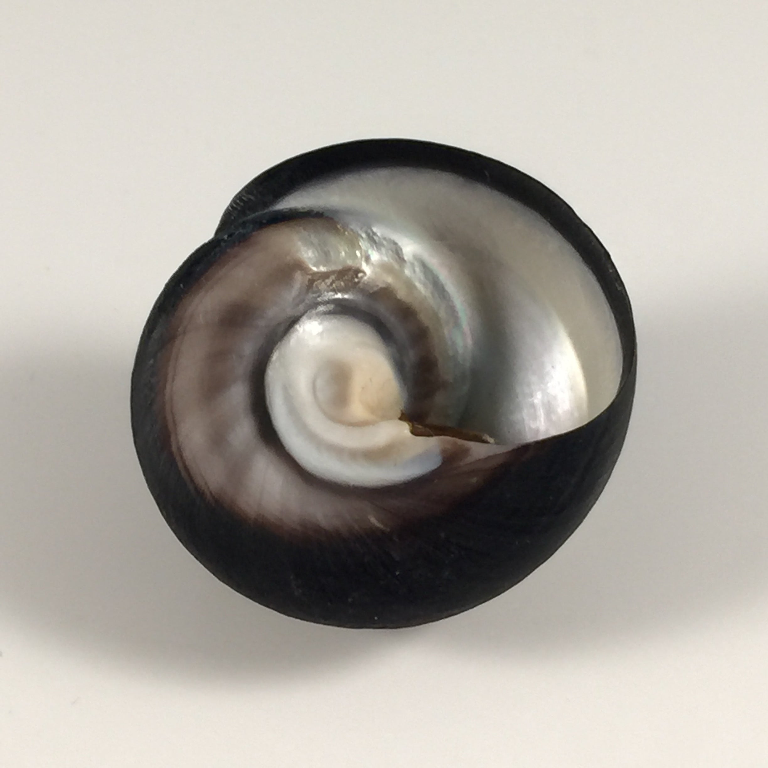 Prisogaster niger (W. Wood, 1828) - 28,3毫米