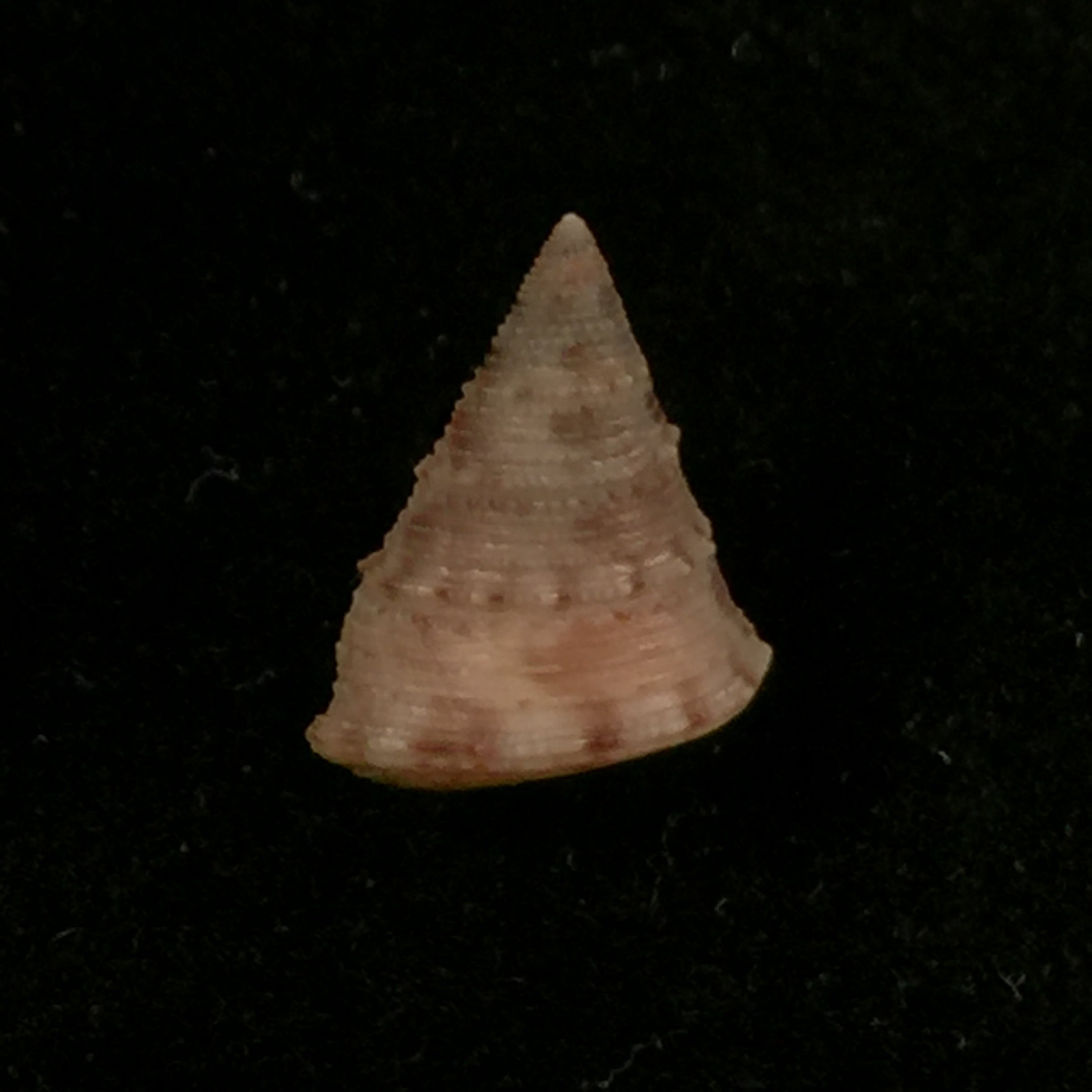 Calliostoma gubbioli Nofroni, 1984 - 11,9mm