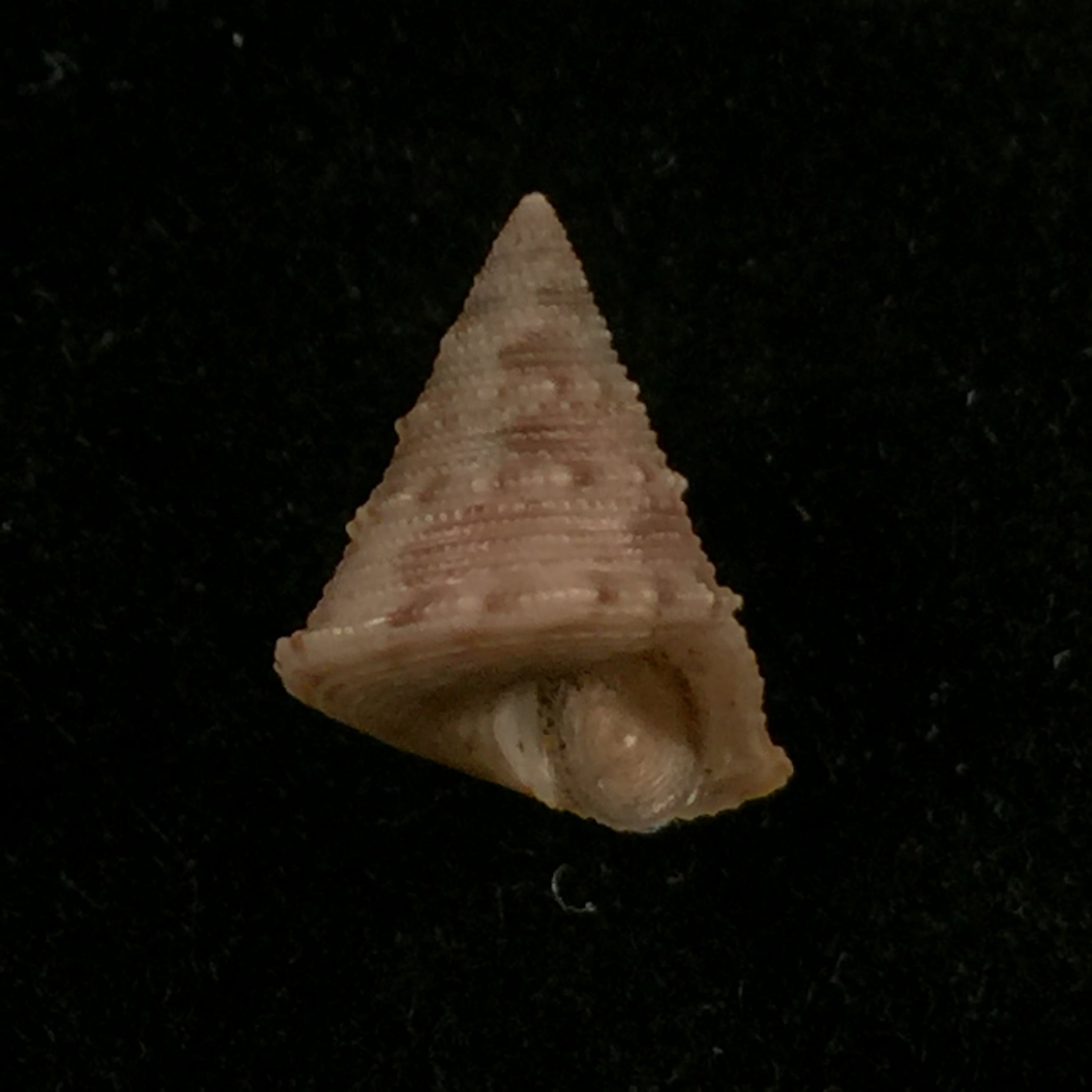 Calliostoma gubbioli Nofroni, 1984 - 11,9mm
