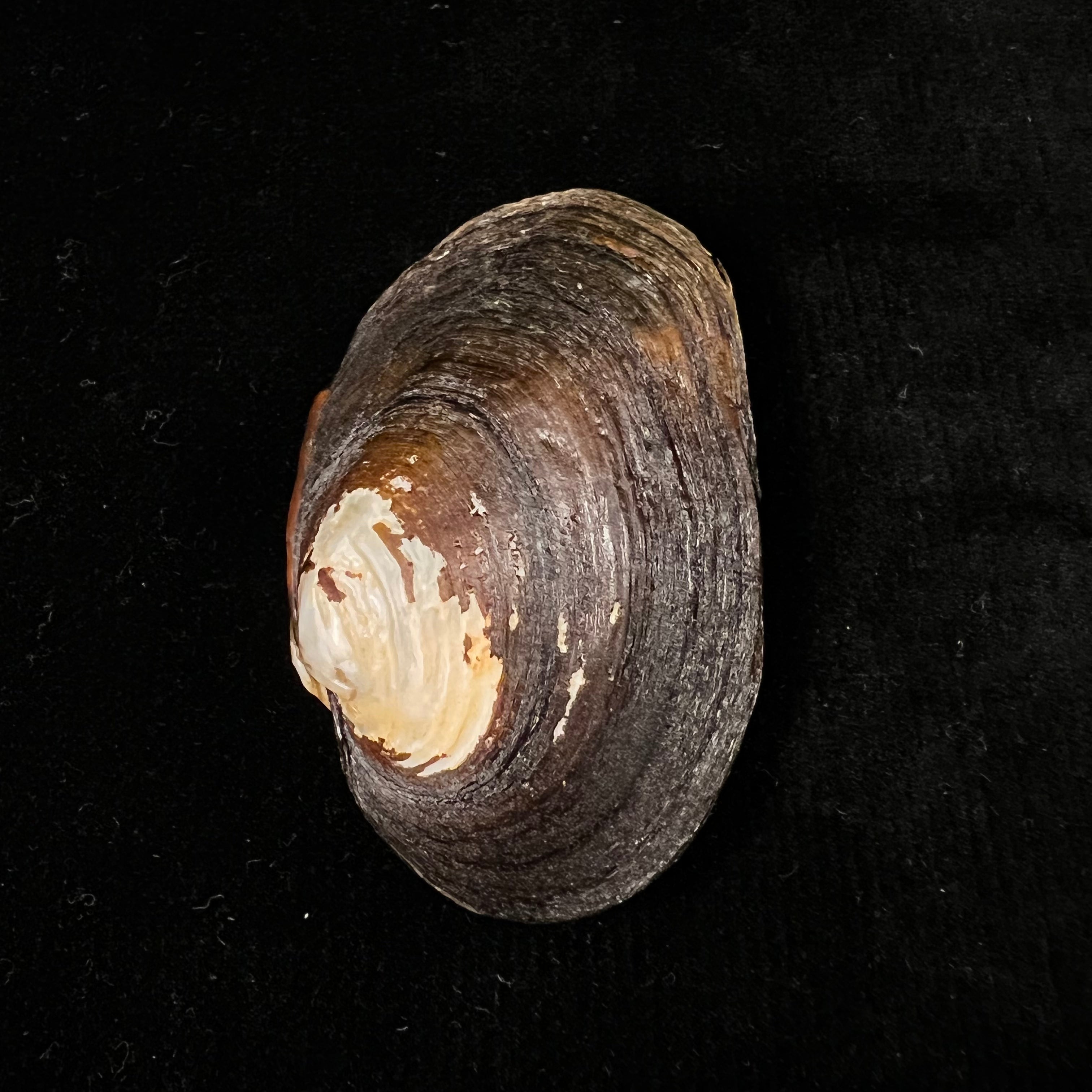 Potamida littoralis (拉马克, 1801) - 61,2mm