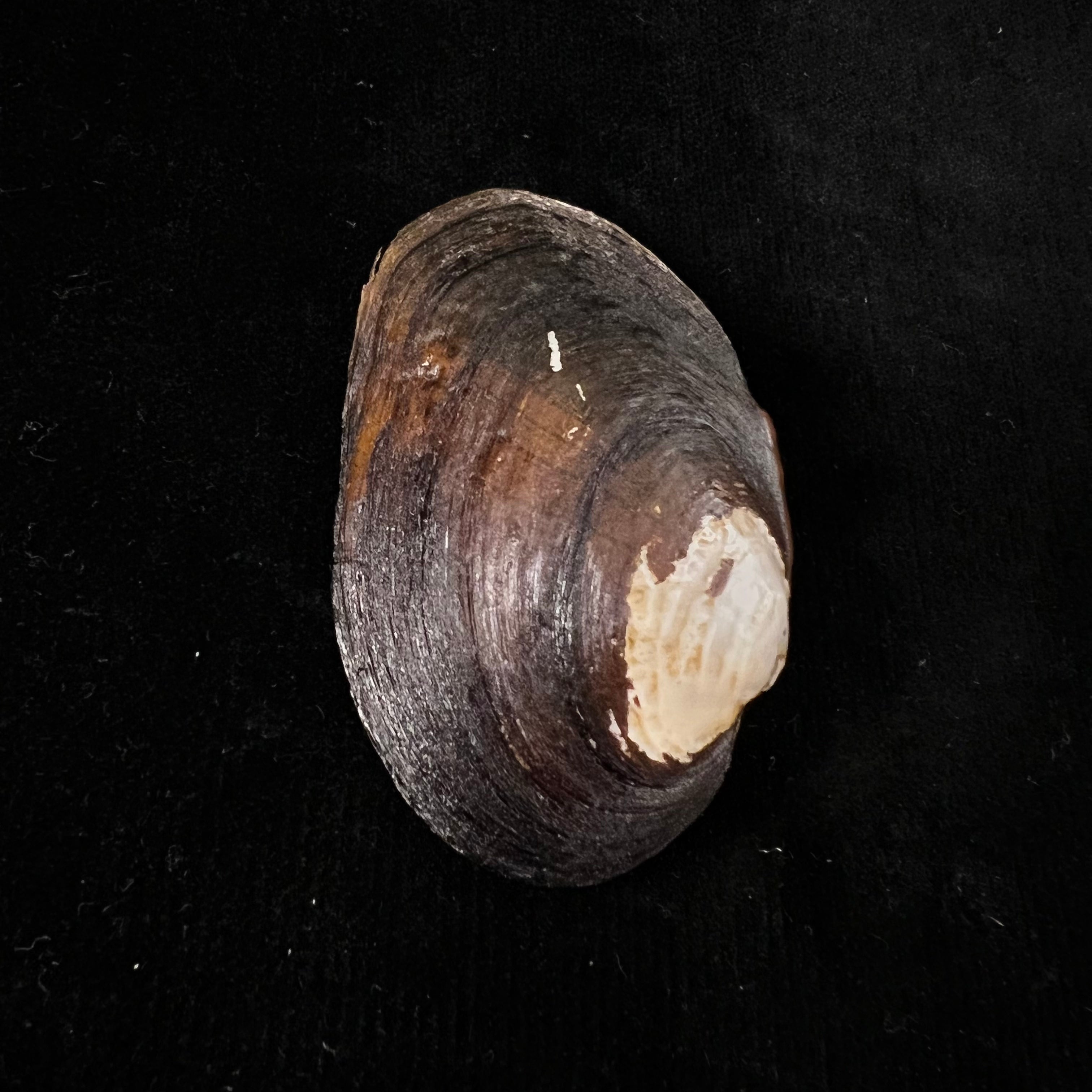 Potamida littoralis (拉马克, 1801) - 61,2mm