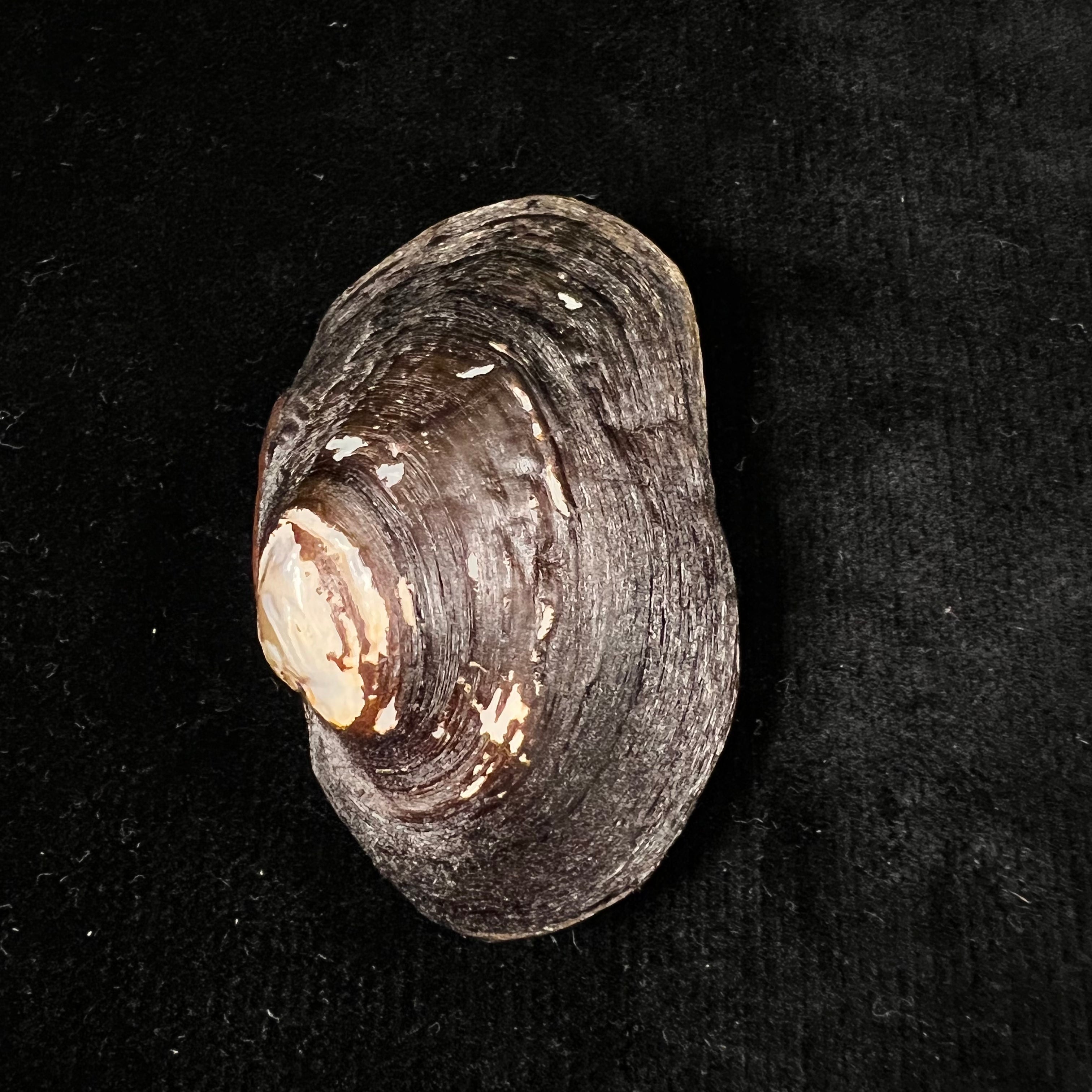 Potamida littoralis (Lamarck, 1801) - 61,3毫米