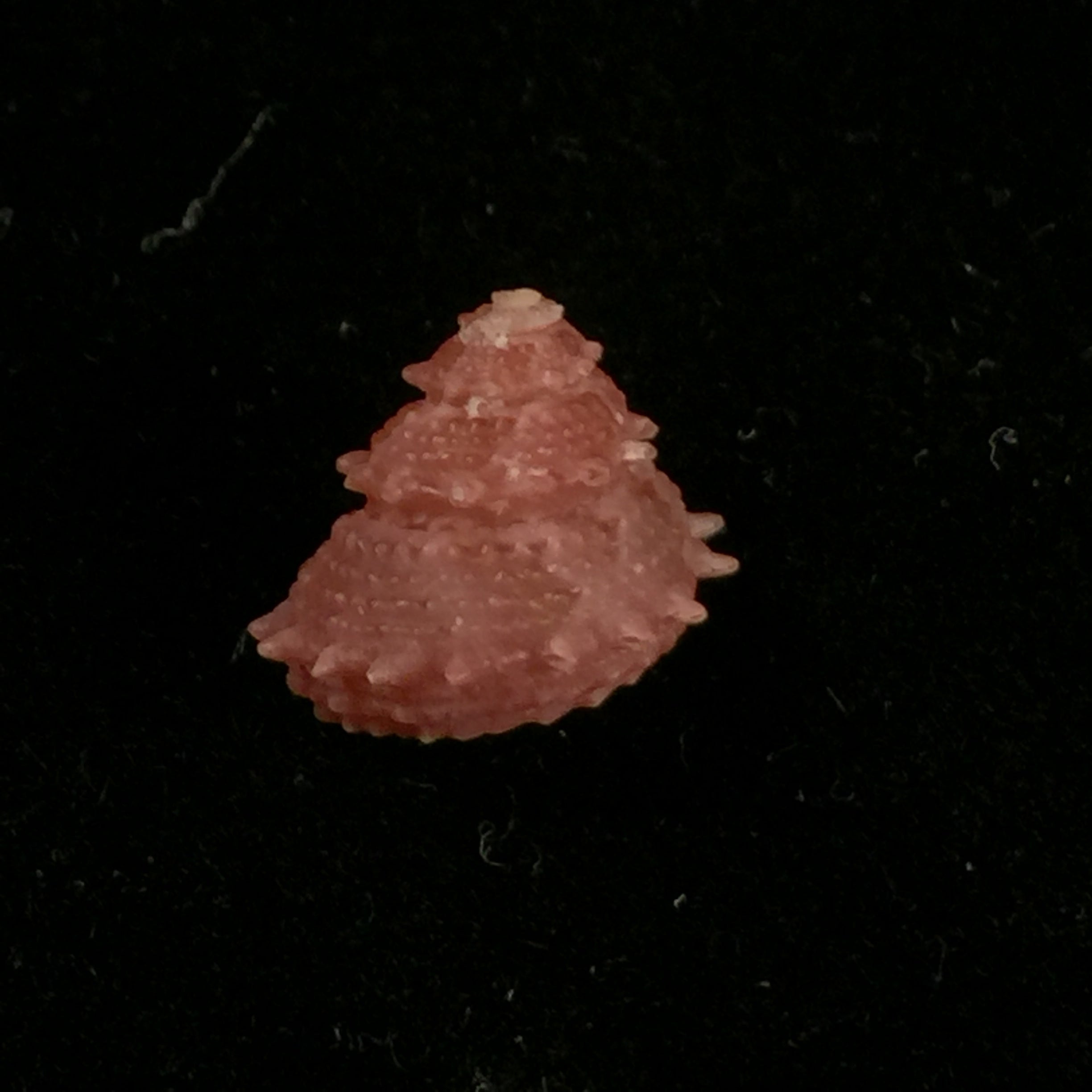 Bolma microconcha Kosuge, 1985 - 11,9mm