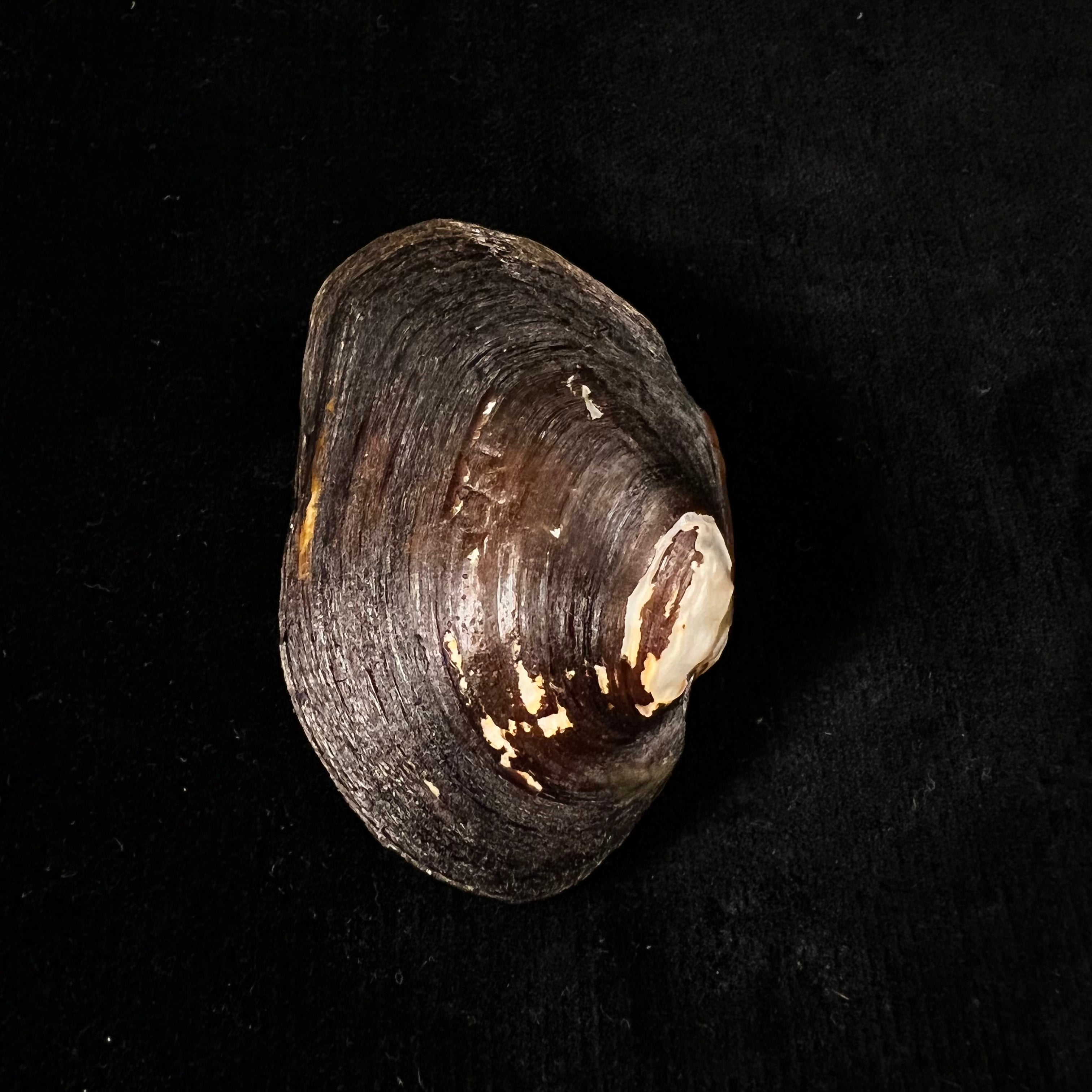 Potamida littoralis (Lamarck, 1801) - 61,3毫米