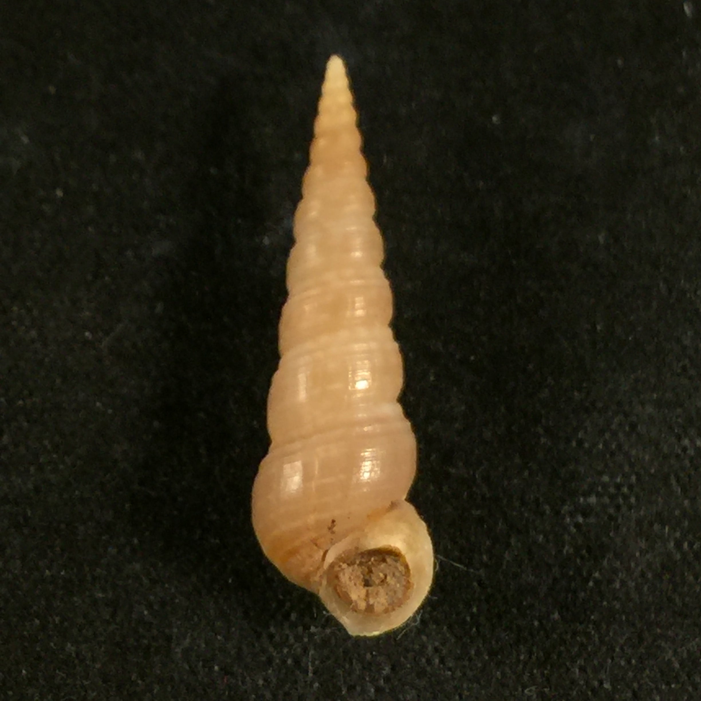 Mesalia brevialis (拉马克, 1822) - 24,9mm
