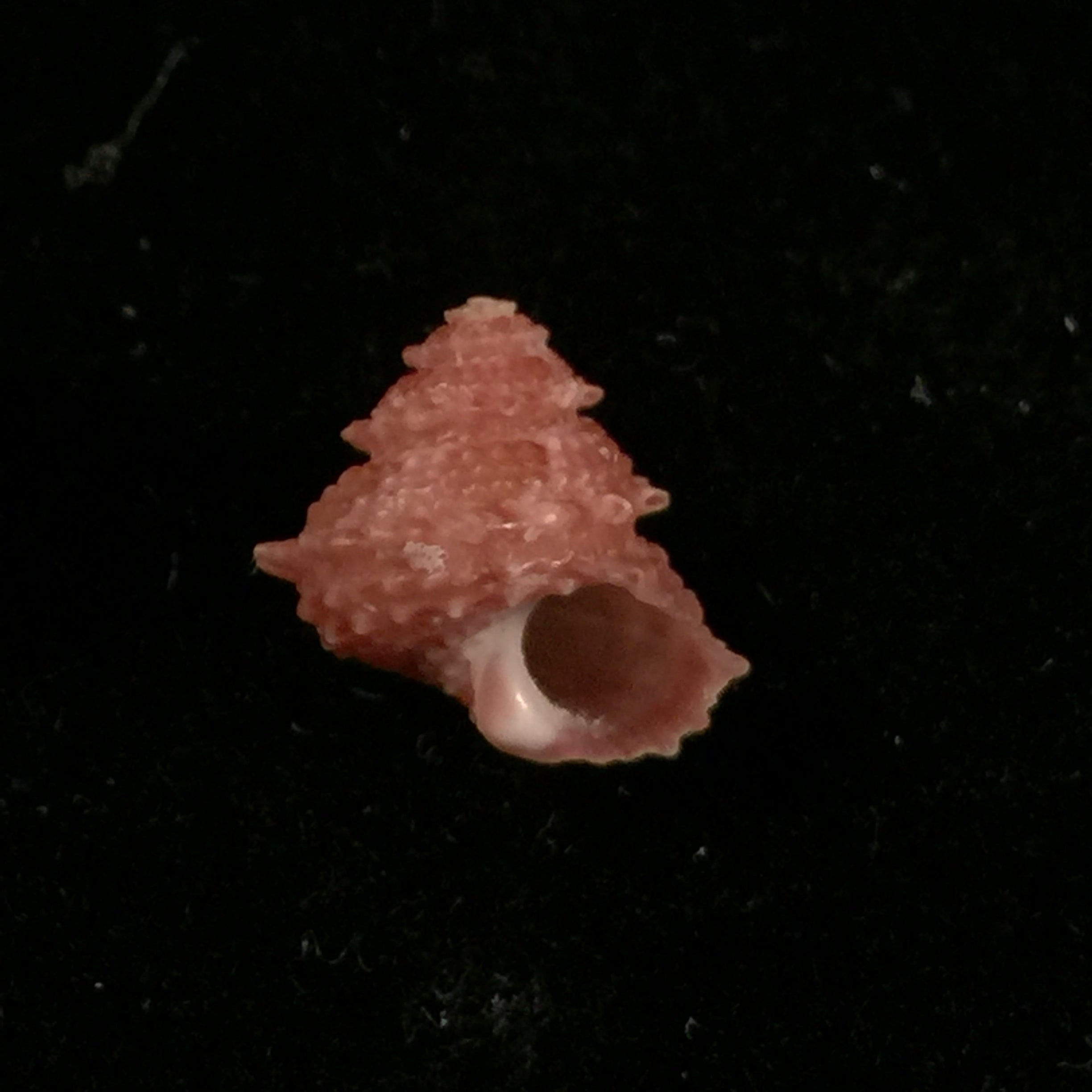 Bolma microconcha Kosuge, 1985 - 11,9mm