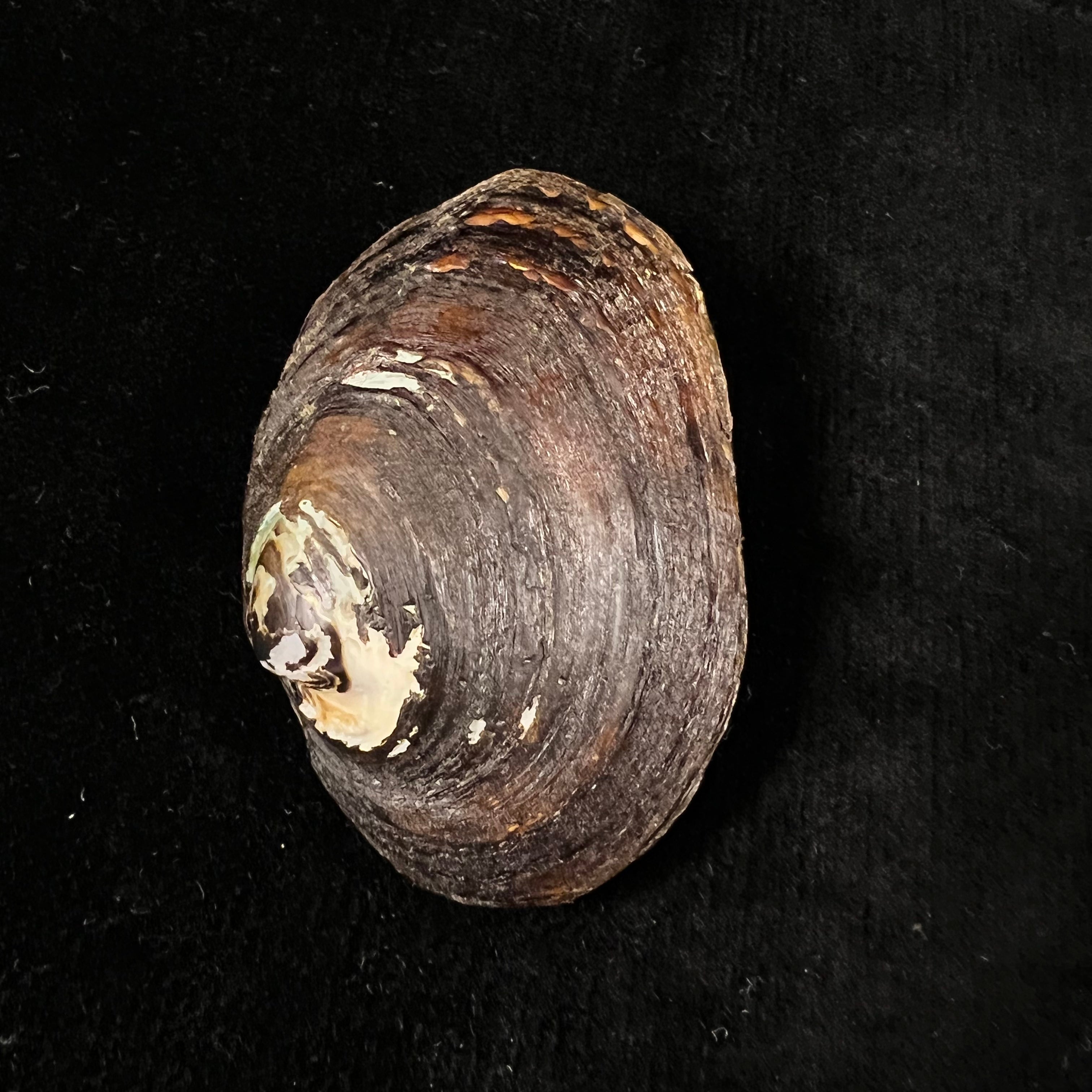 Potamida littoralis (拉马克, 1801) - 60,2mm