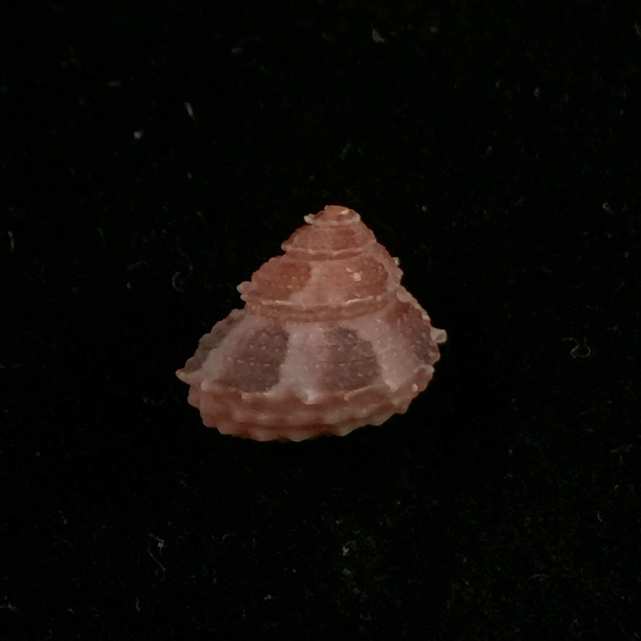Bolma microconcha Kosuge, 1985 - 11mm