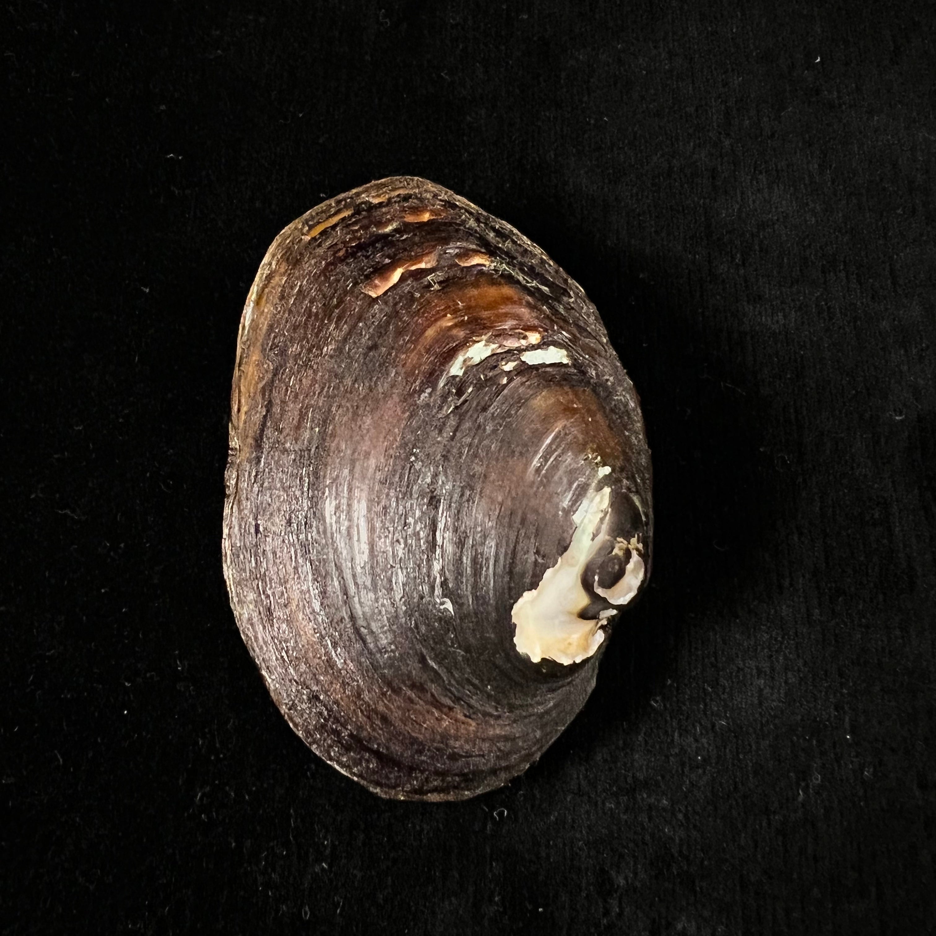 Potamida littoralis (拉马克, 1801) - 60,2mm