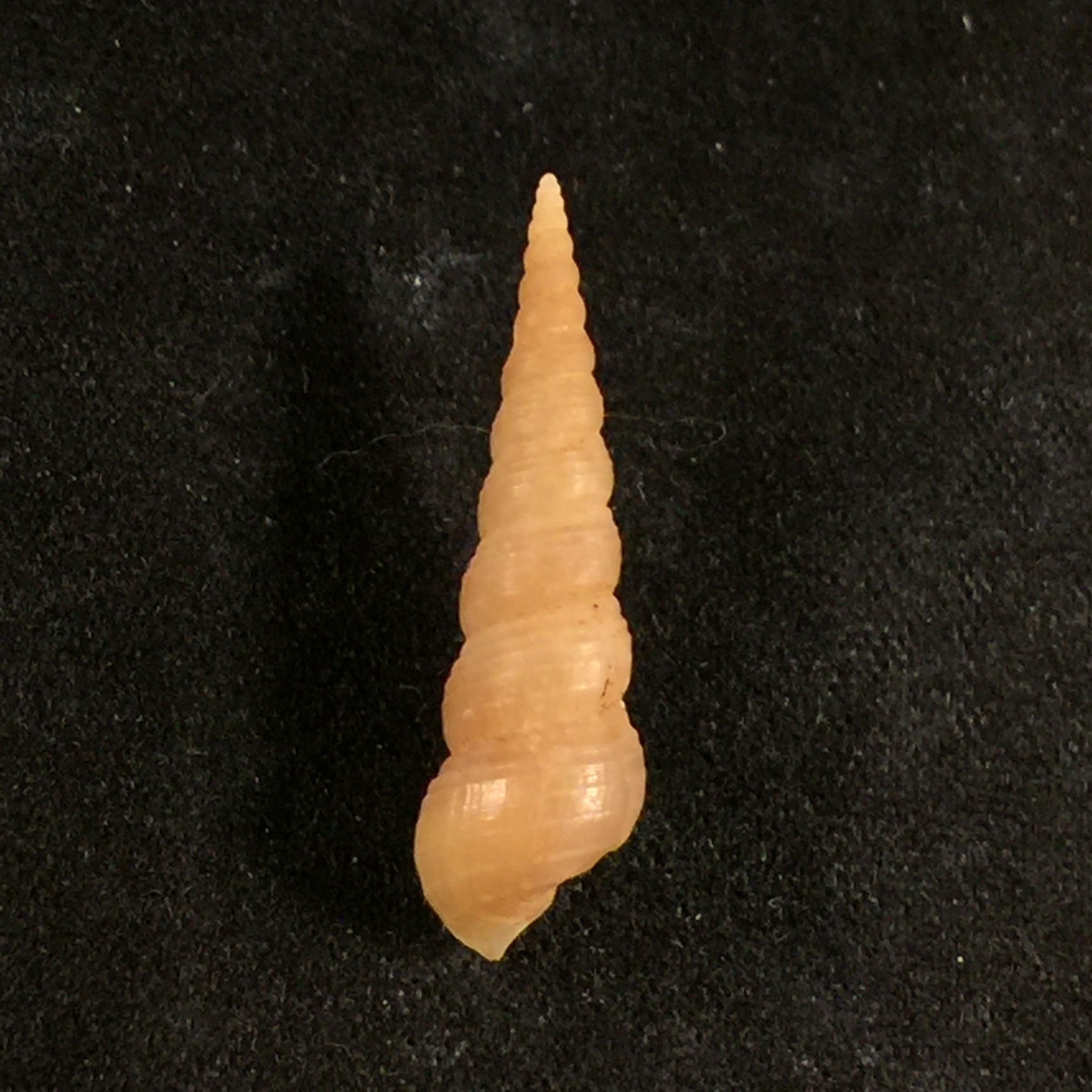Mesalia brevialis (拉马克, 1822) - 23,6mm