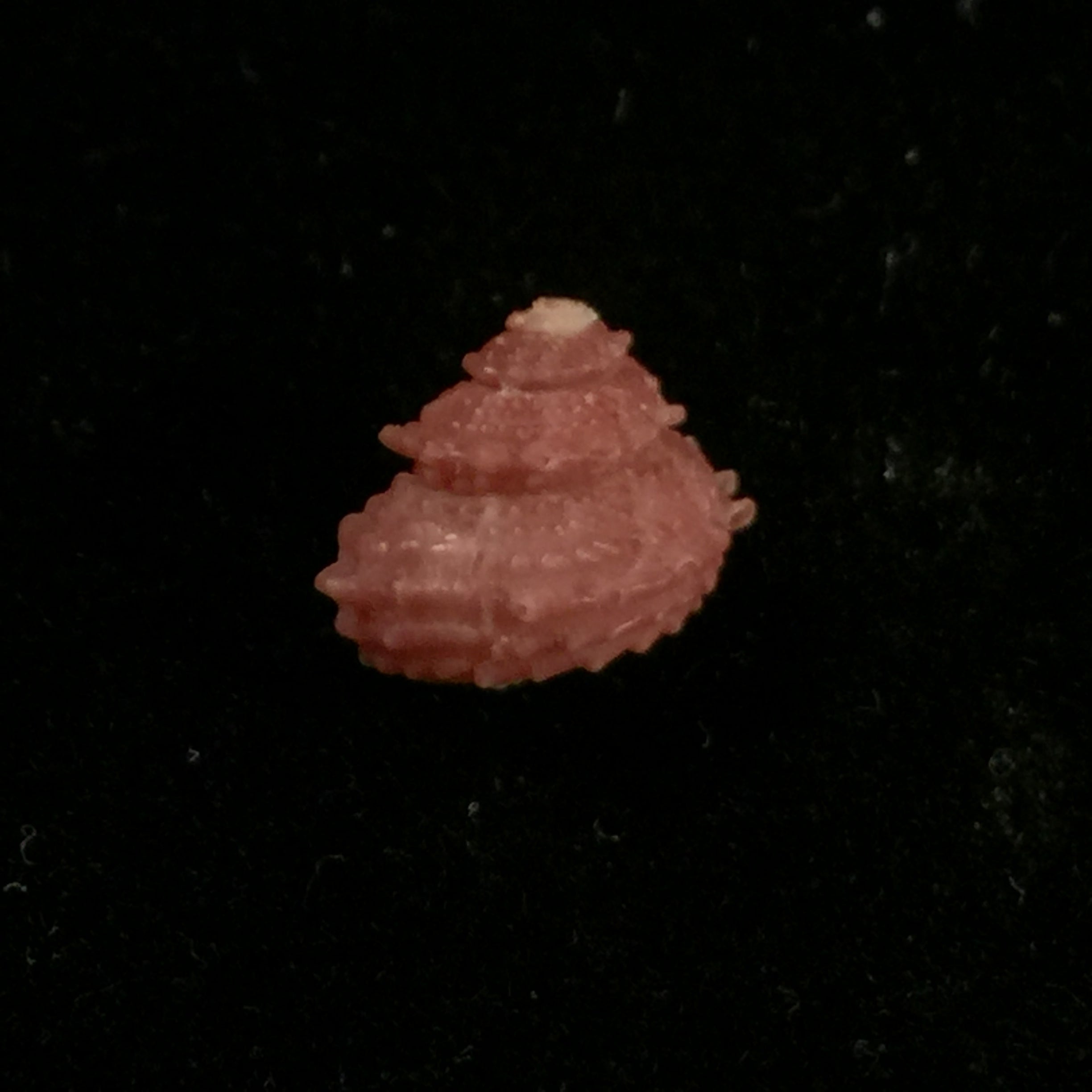 Bolma microconcha Kosuge, 1985 - 9,2mm