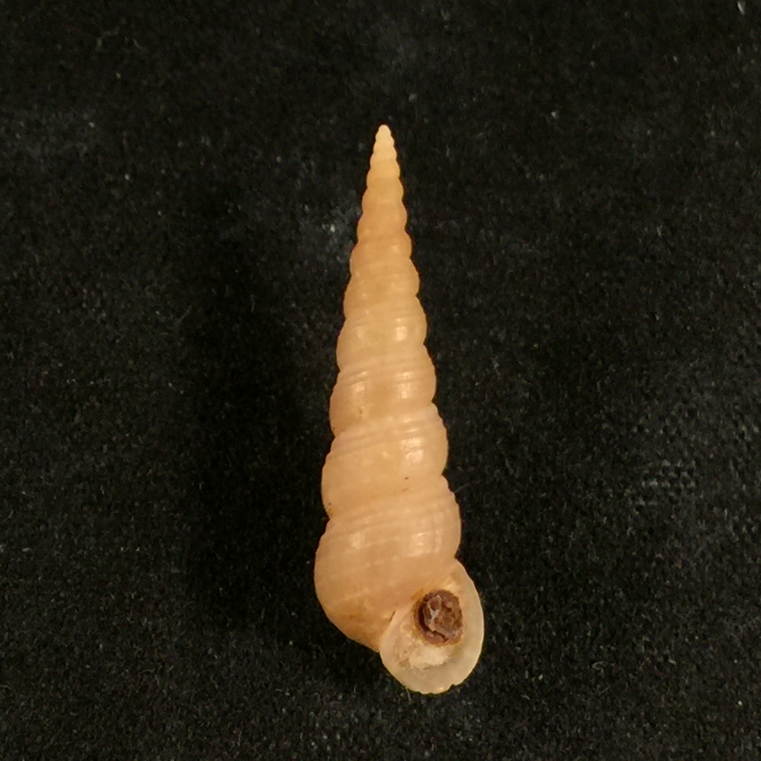 Mesalia brevialis (拉马克, 1822) - 23,6mm