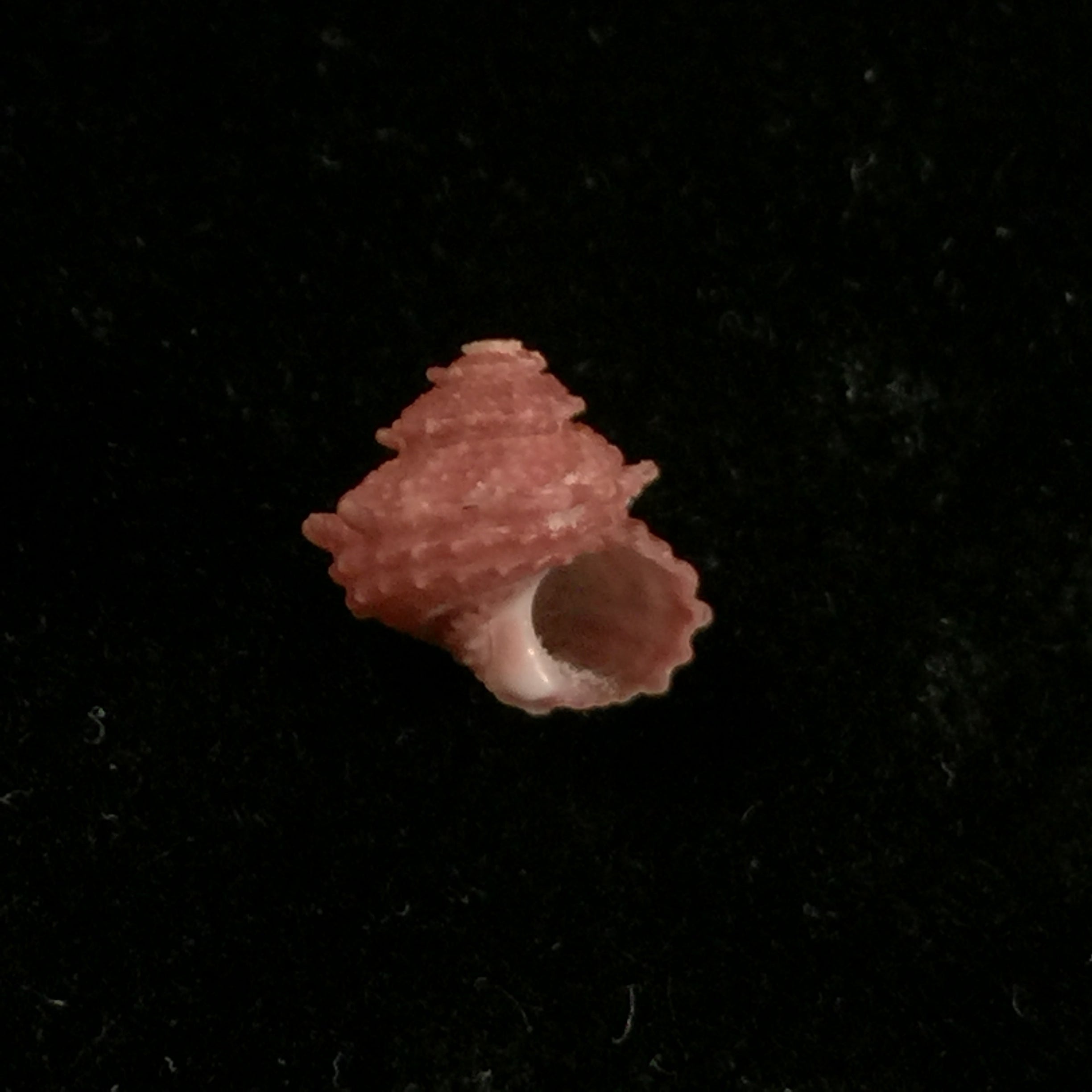 Bolma microconcha Kosuge, 1985 - 9,2mm