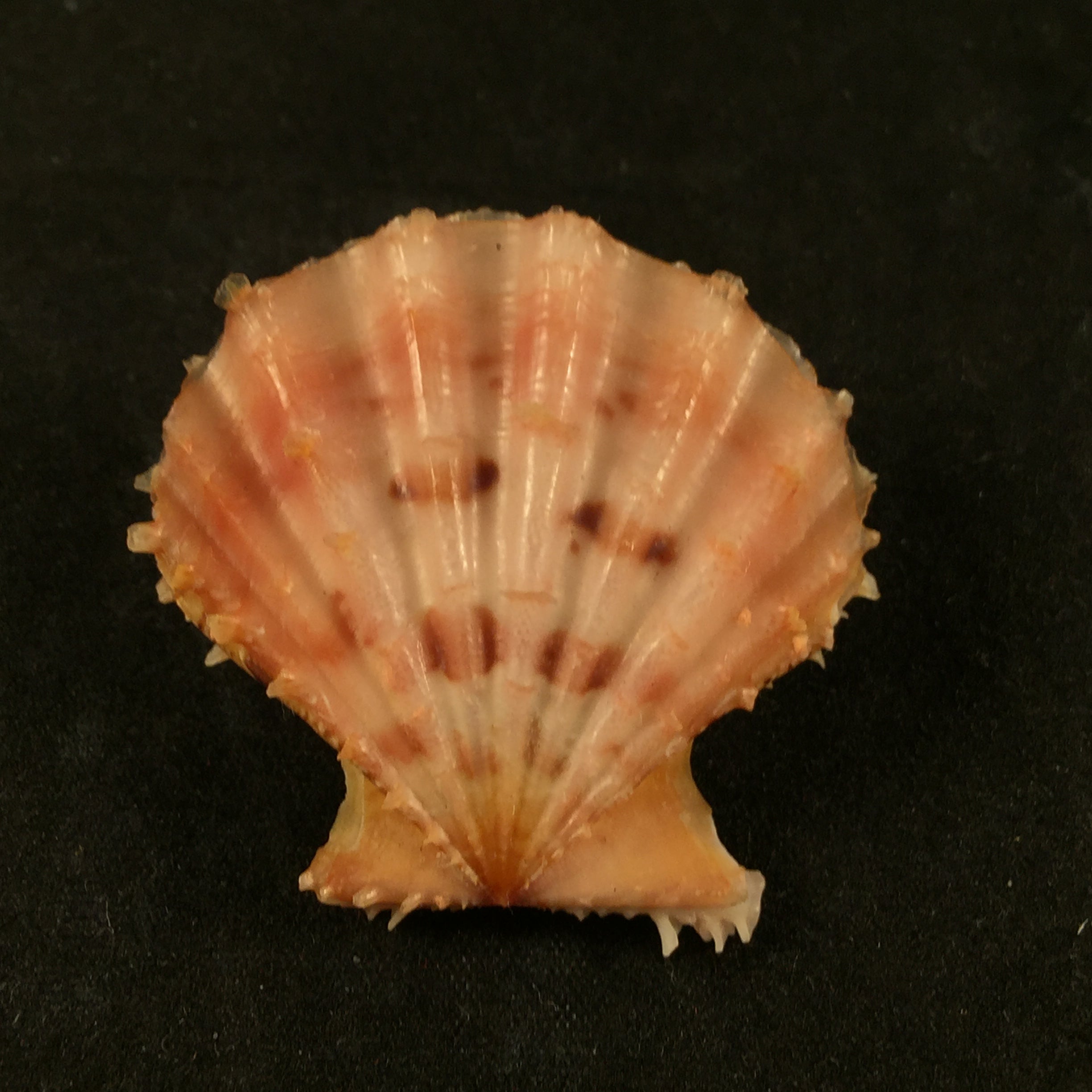 Mirapecten rastellum (拉马克, 1819) - 37,8mm