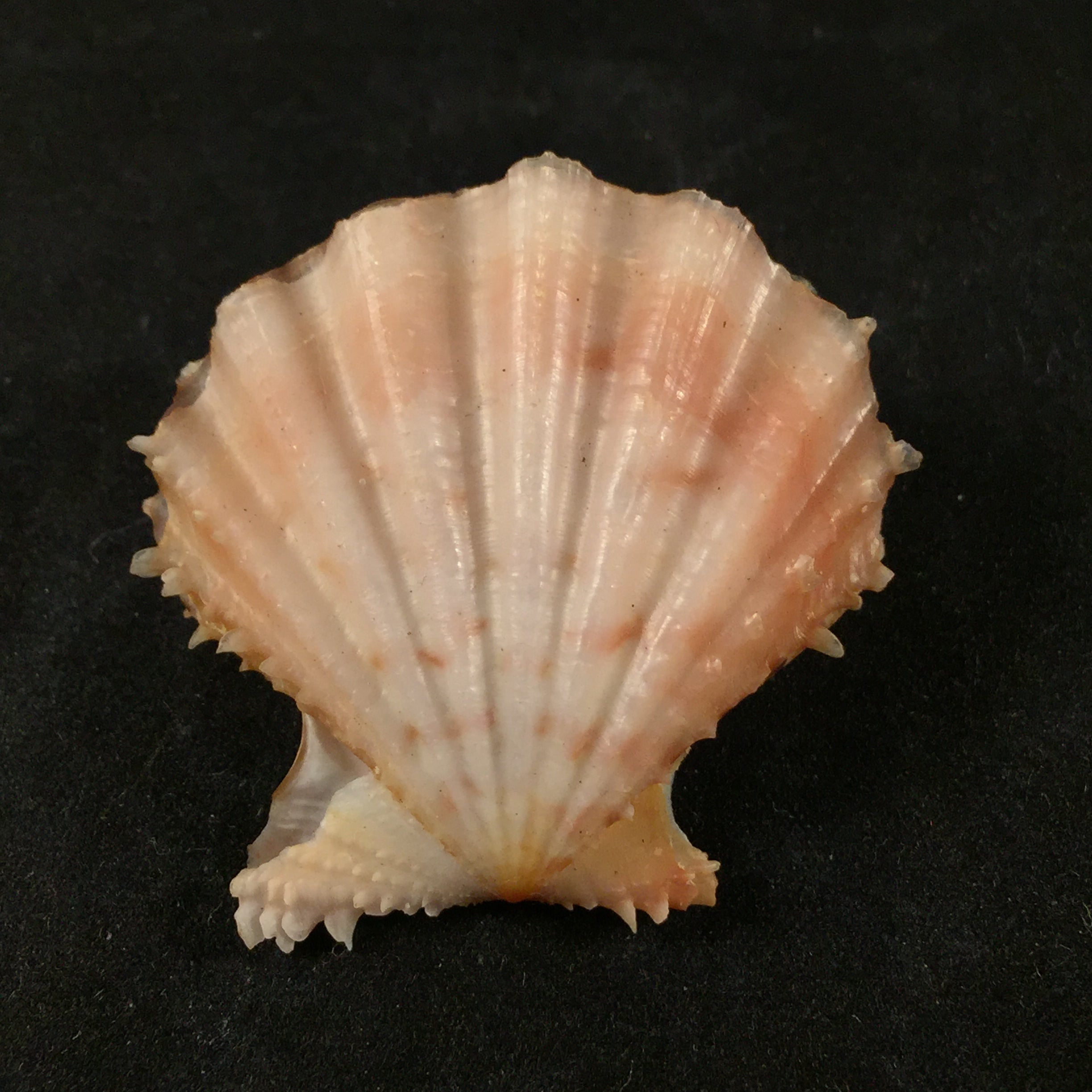 Mirapecten rastellum (拉马克, 1819) - 37,8mm