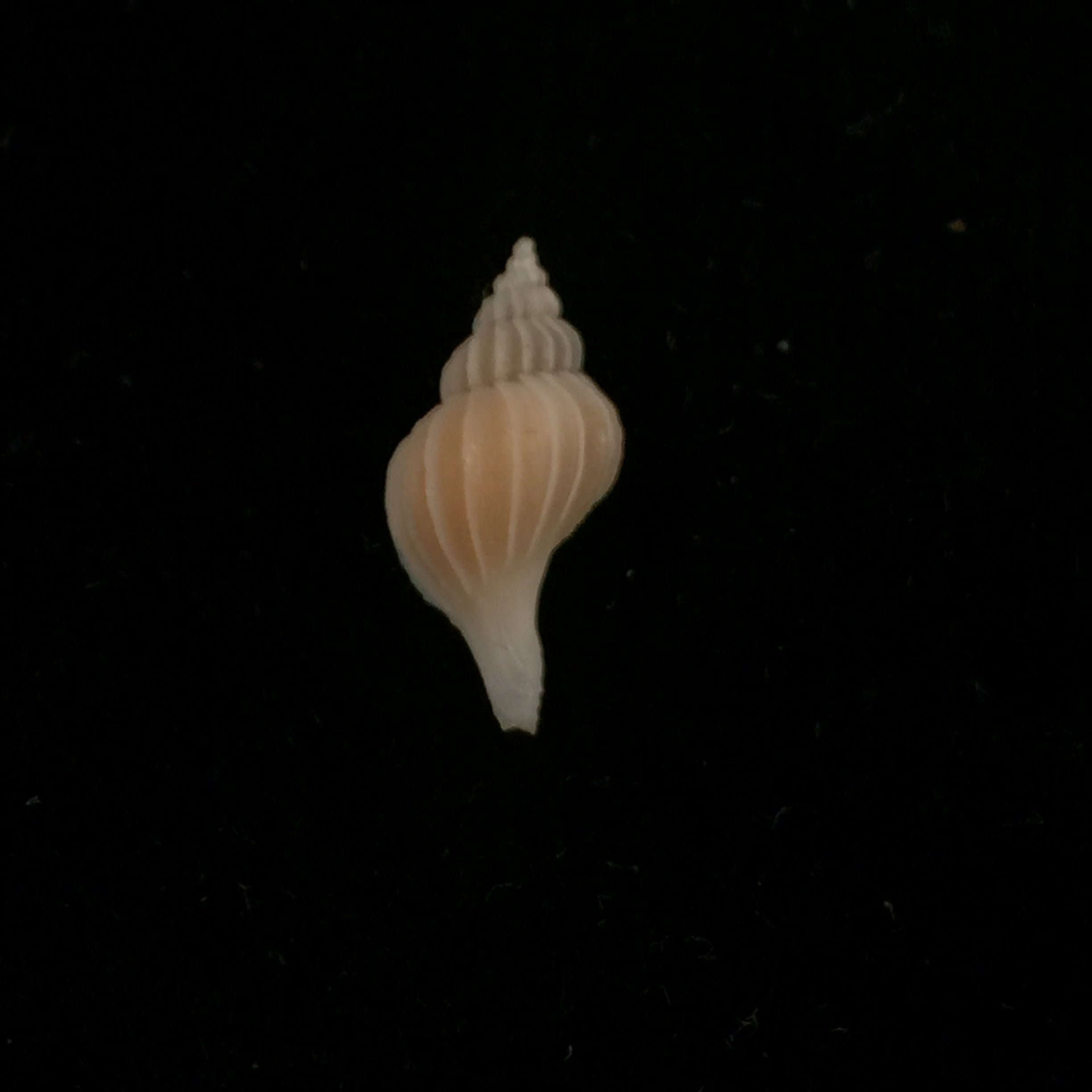 Boeotropon aomoriensis (Nomura & Hatai, 1940) - 17,4mm
