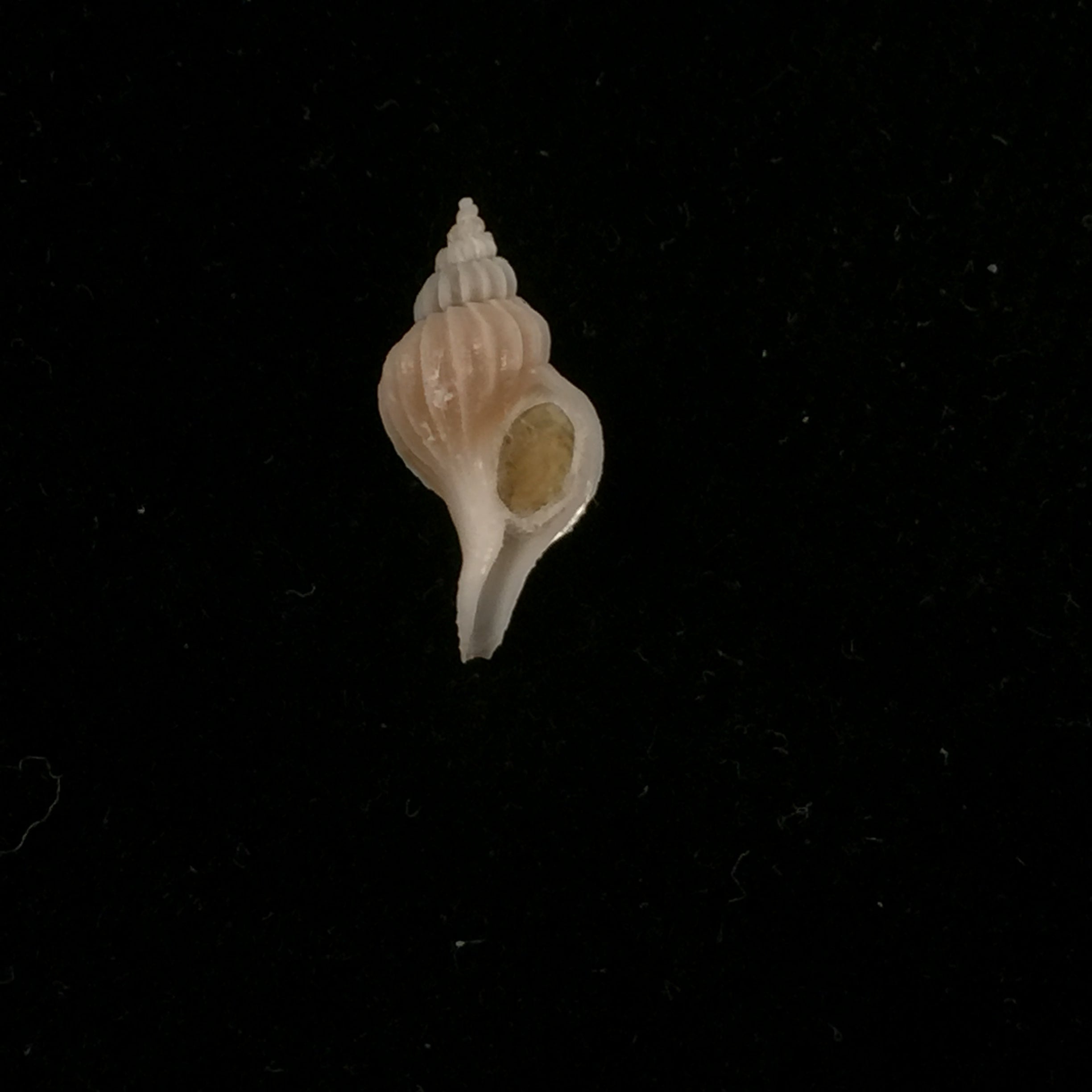 Boeotropon aomoriensis (Nomura & Hatai, 1940) - 17,4mm
