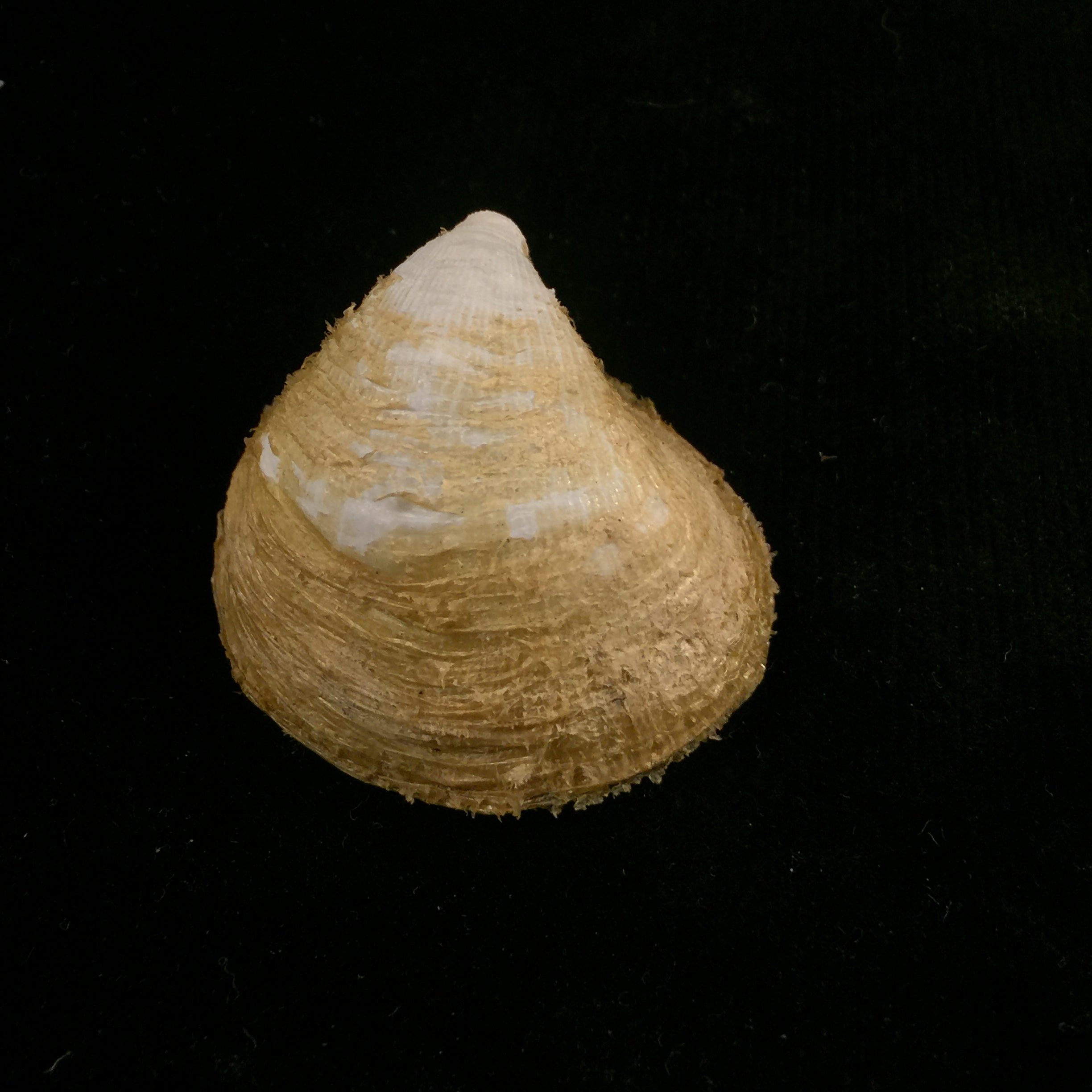 Capulus ungaricus (林奈, 1758) - 45mm