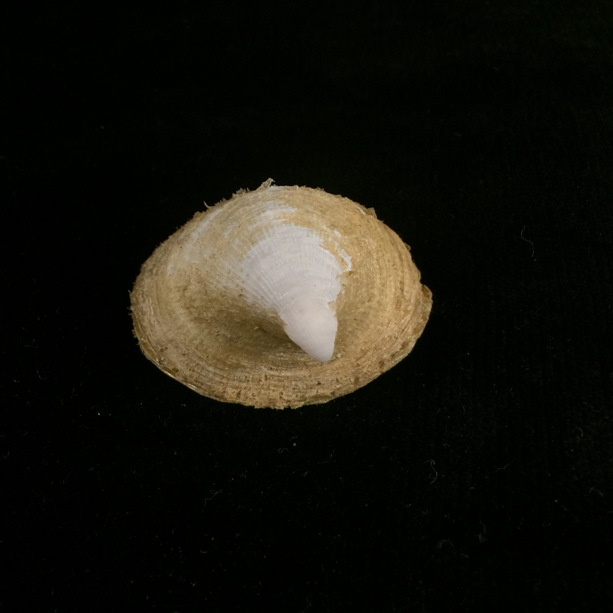 Capulus ungaricus (林奈, 1758) - 45mm