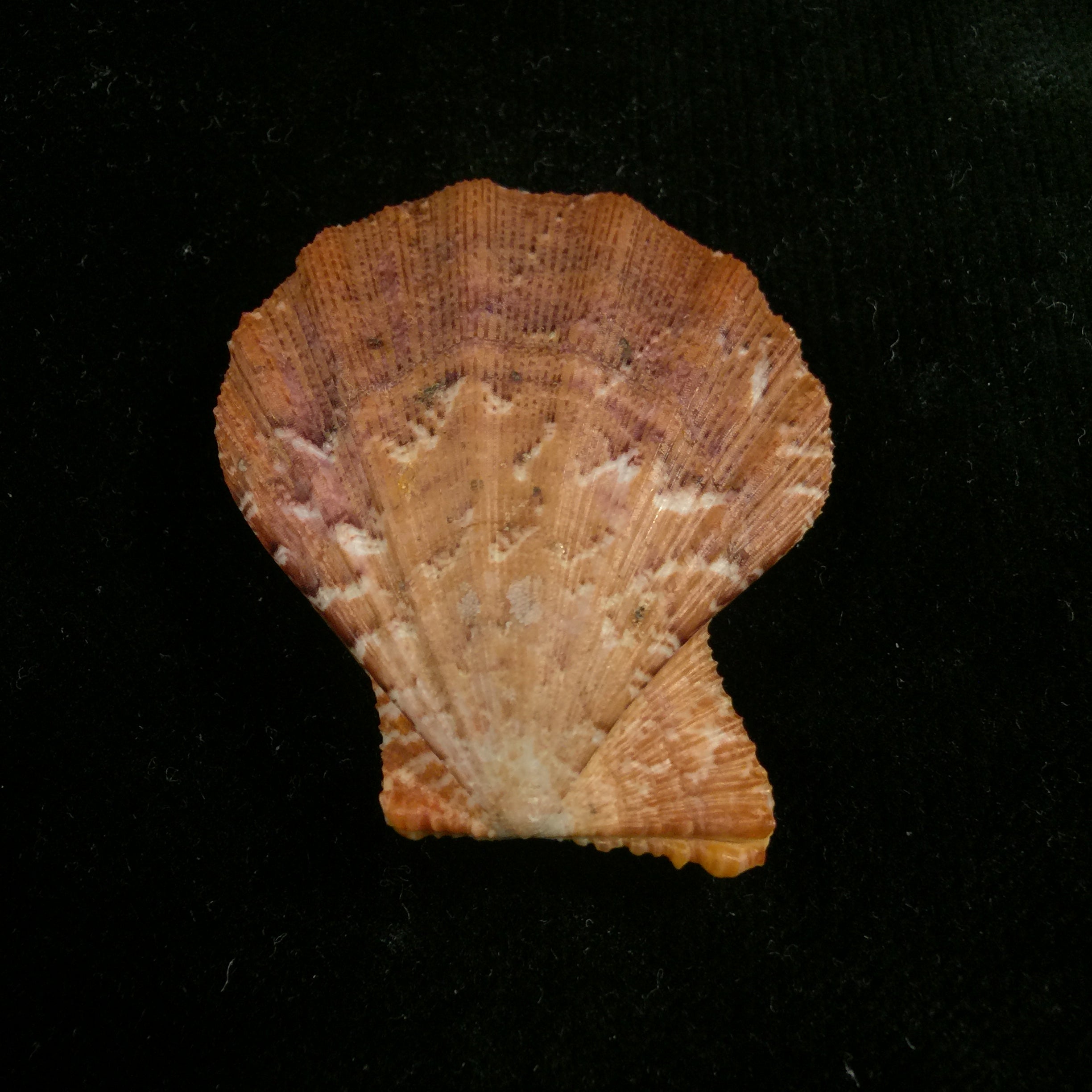 Manupecten pesfelis (林奈, 1758) - 49mm