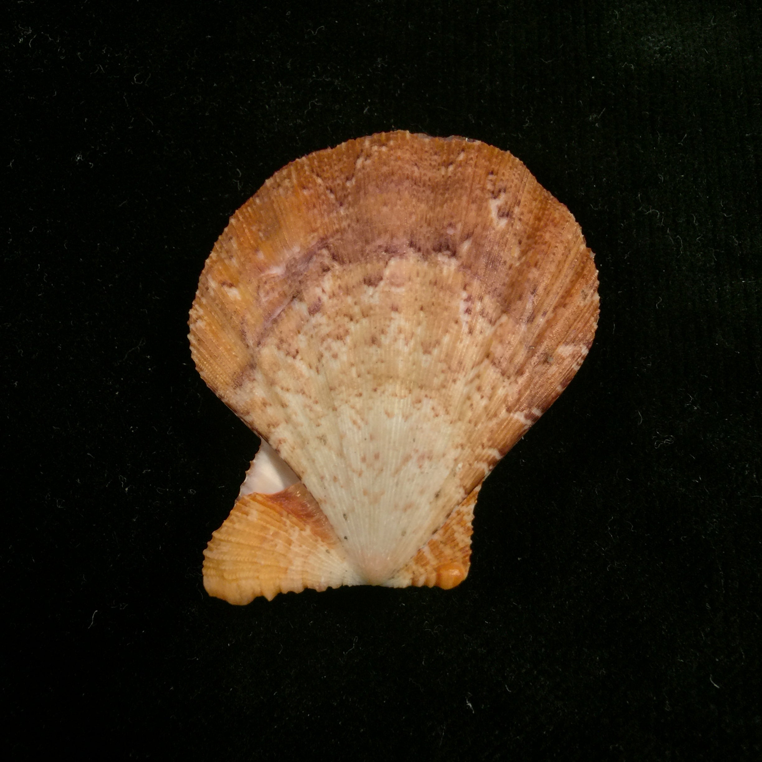 Manupecten pesfelis (林奈, 1758) - 49mm