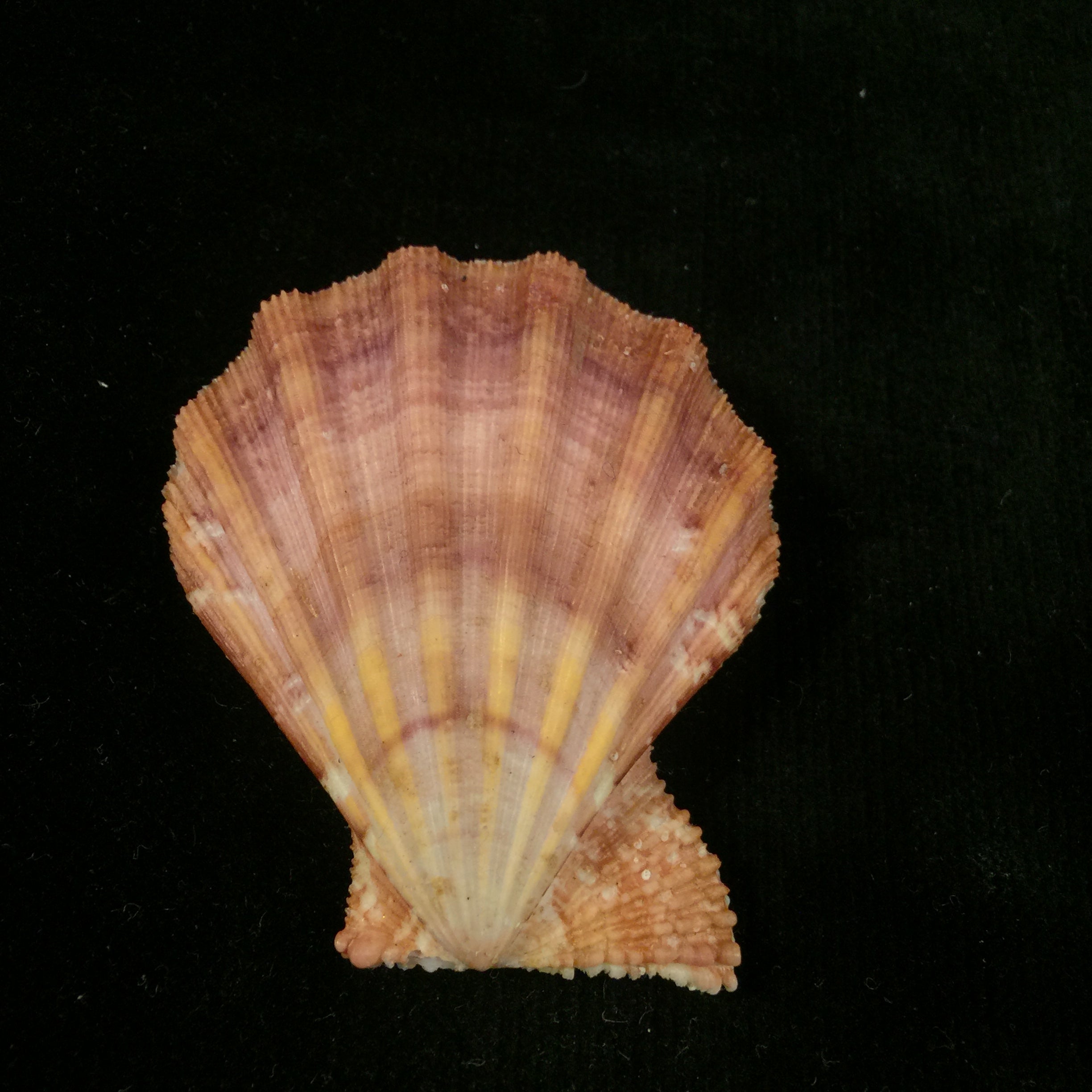 Manupecten pesfelis (林奈, 1758) - 57,3mm