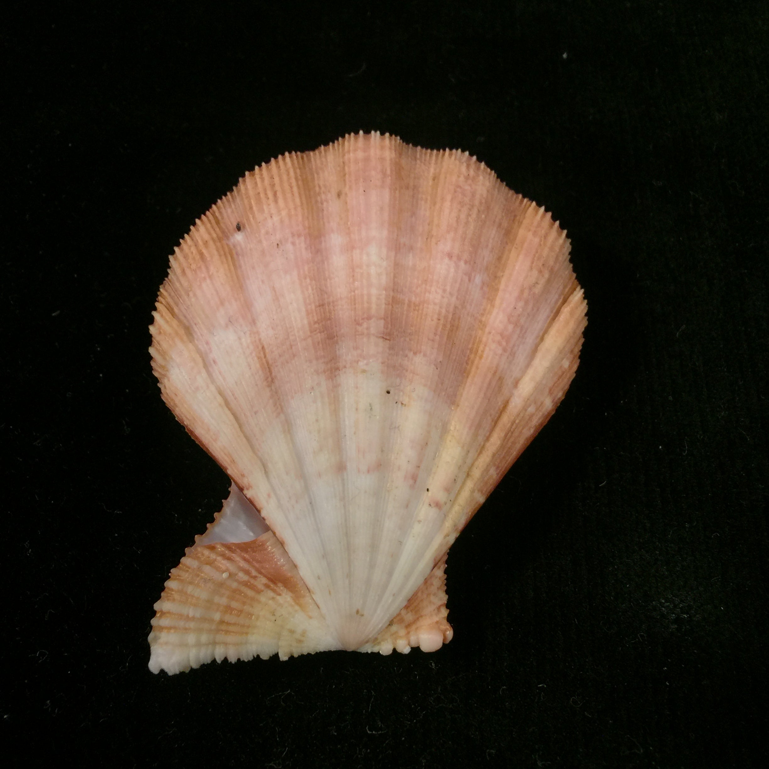 Manupecten pesfelis (林奈, 1758) - 57,3mm
