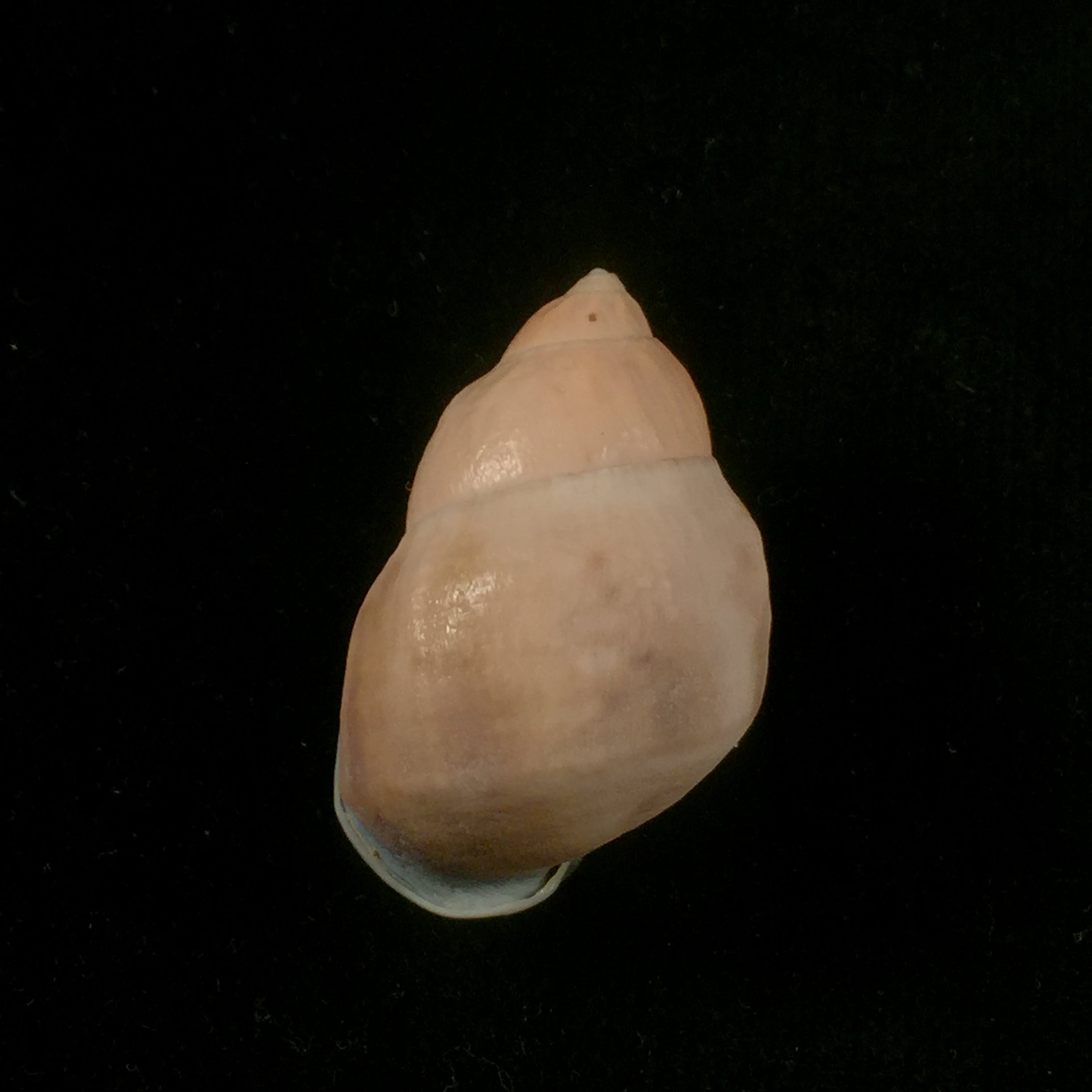 Auris inornata Simone & Amaral, 2021 - 35,4mm