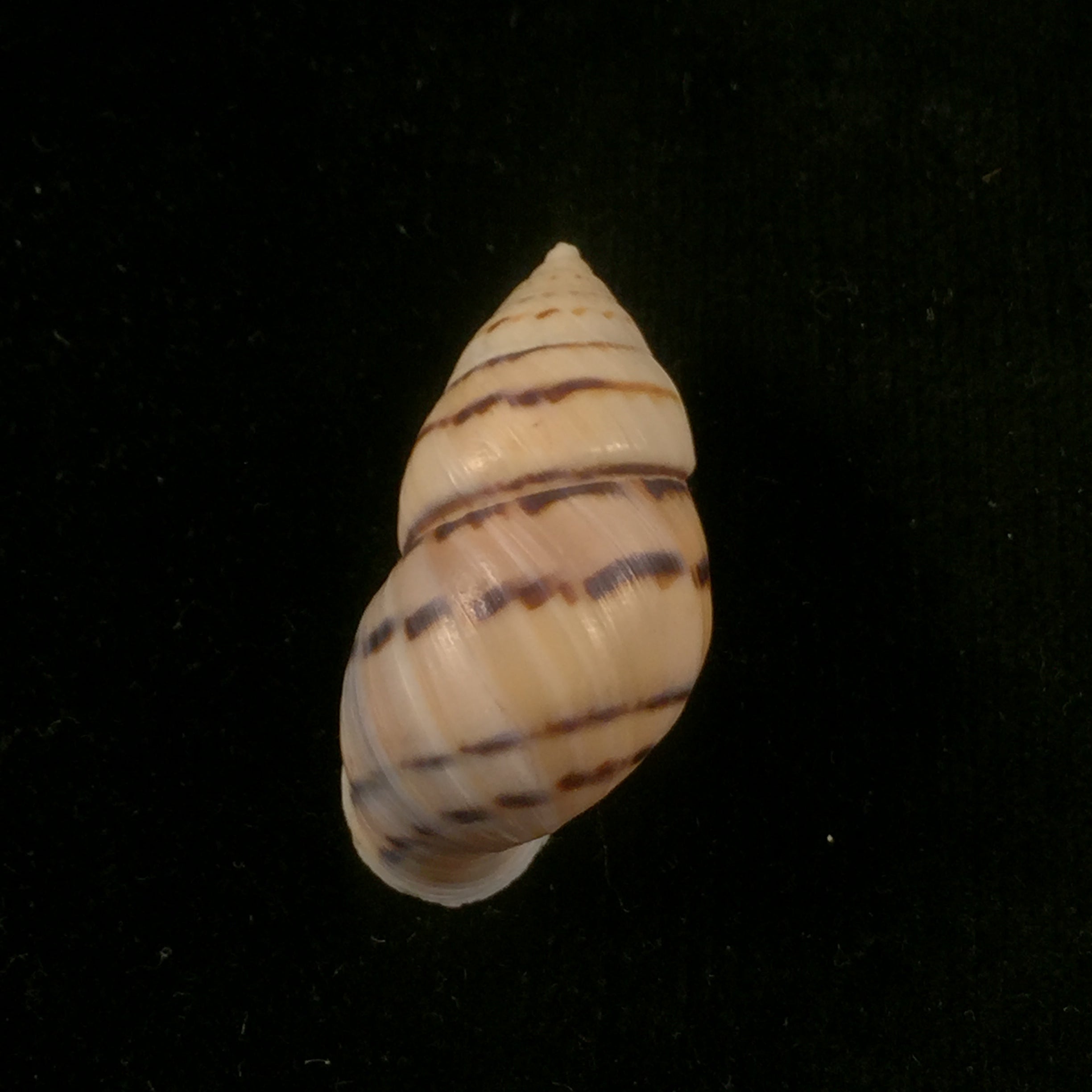 Neopetraeus patasensis (L. Pfeiffer, 1858) - 38,1mm