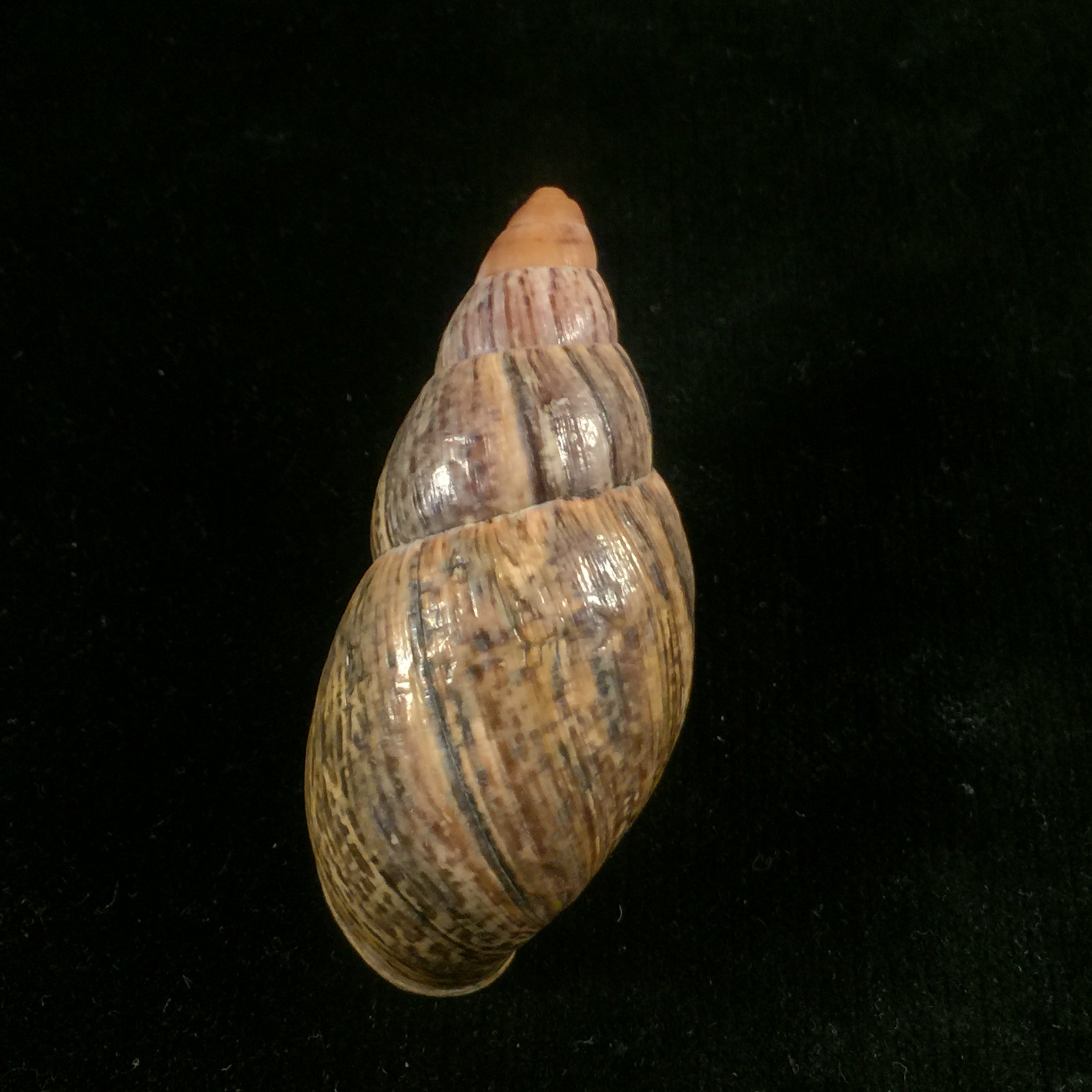 Quechua olmosensis (Zilch, 1954) - 67,4mm