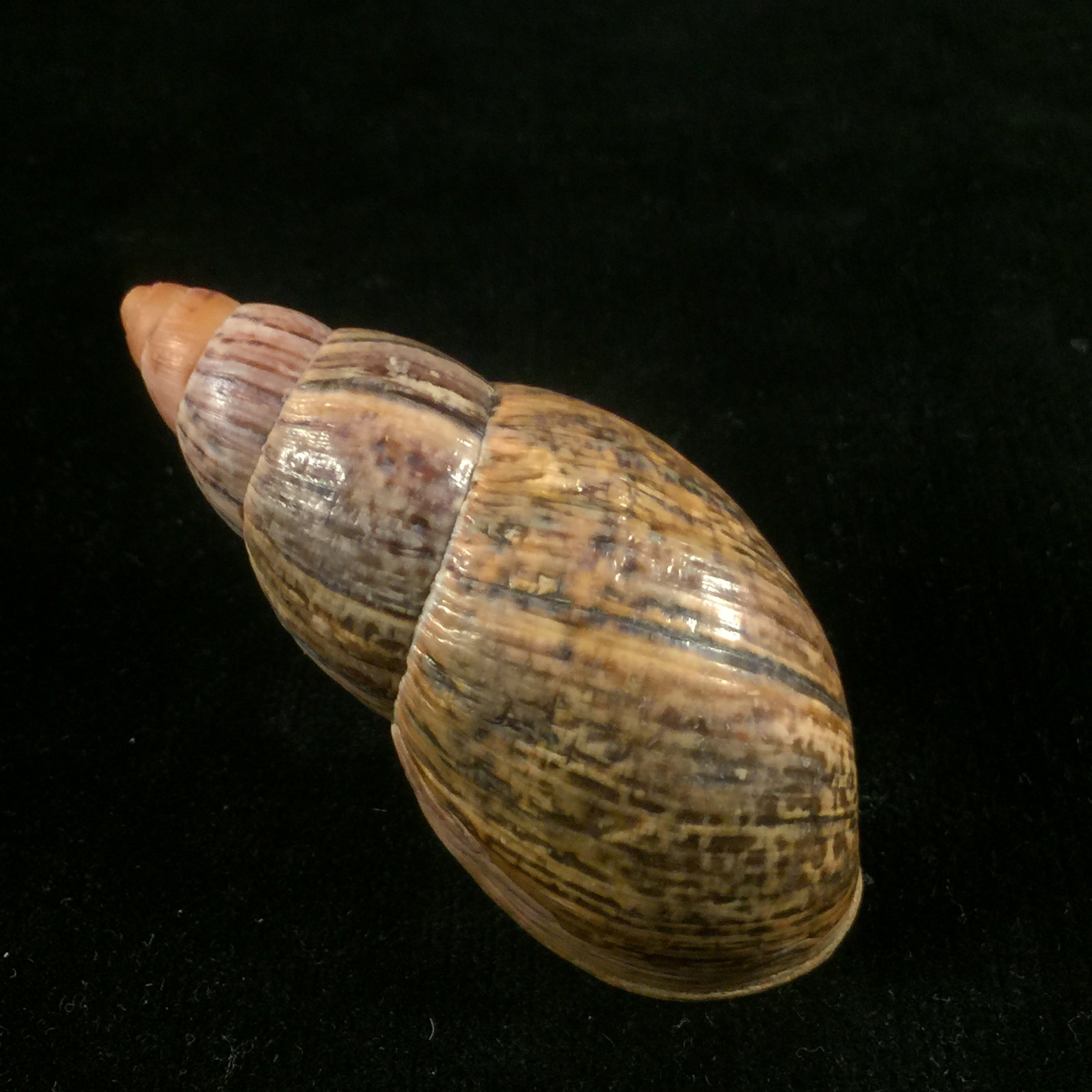 Quechua olmosensis (Zilch, 1954) - 67,4mm
